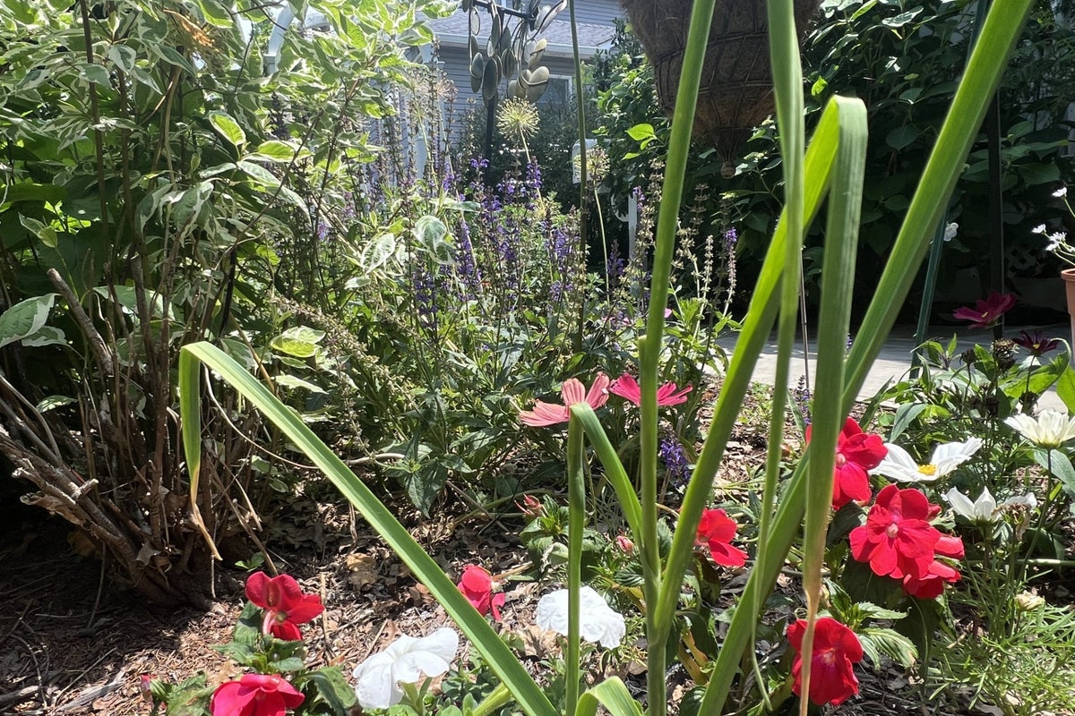 A vegetable garden doesn’t need full sun – these plants can thrive in the shade A vegetable garden doesn’t need full sun – these plants can thrive in the shade