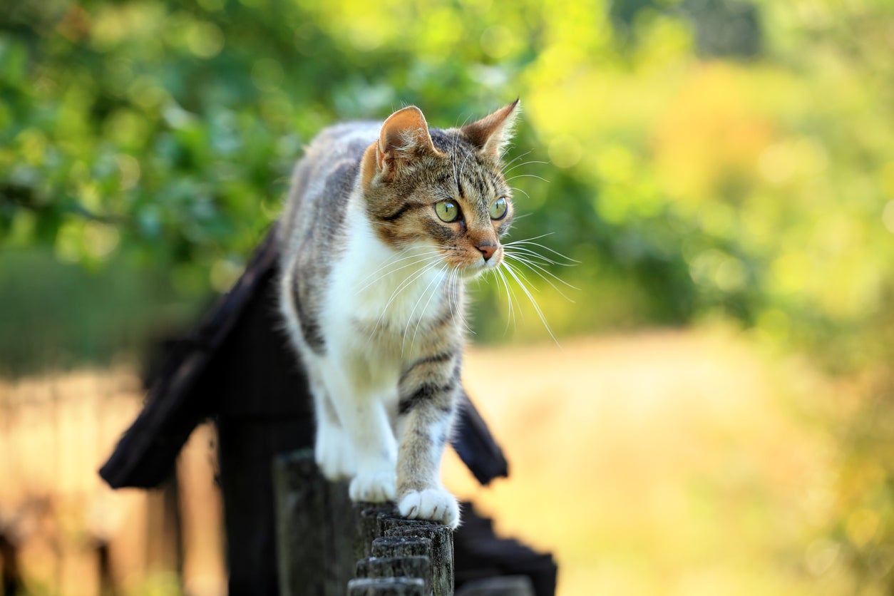 What your cat is really eating when it goes outside