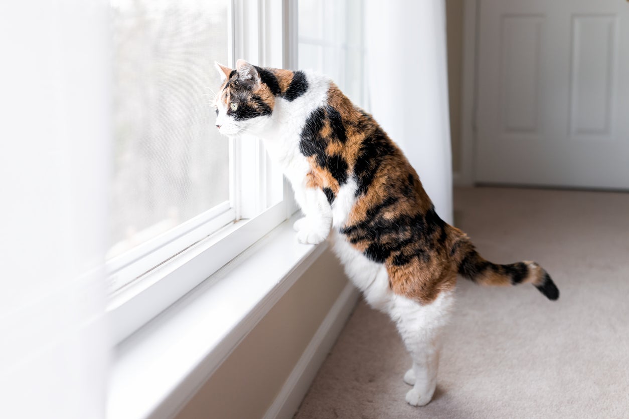 Cats can carry toxo and pass it on to humans through their faeces