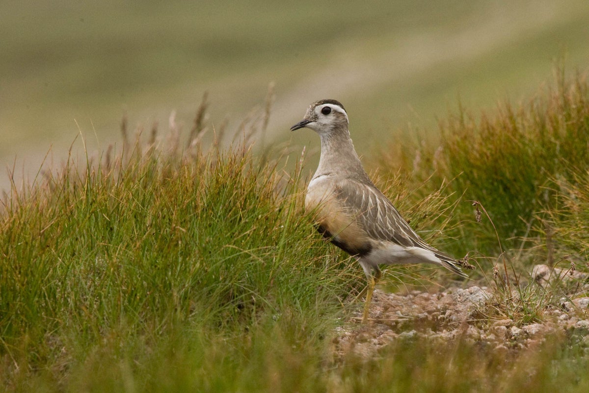 Climate change pushing wading bird to brink in UK as numbers fall 89% – experts Copy link Bookmark Bookmark popover Removed from bookmarks Dotterels could be pushed to extinction in the UK, experts warn (Tom Bradfer-Lawrence/PA)