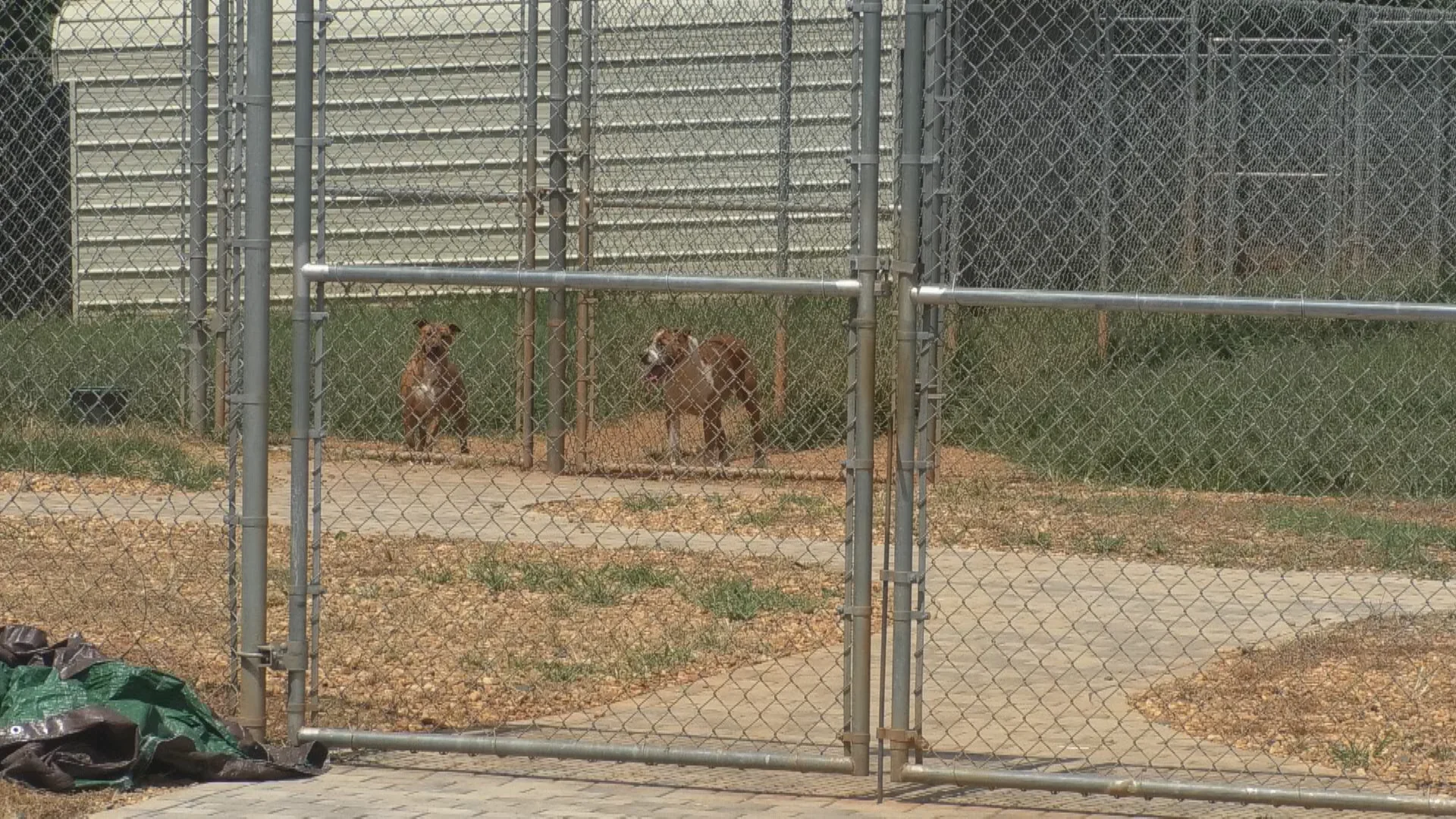 https://static.the-independent.com/2026/07/10/17/03/georgia-shelter.webp?trim=0,300,0,0&width=1200&height=800&crop=1200:800