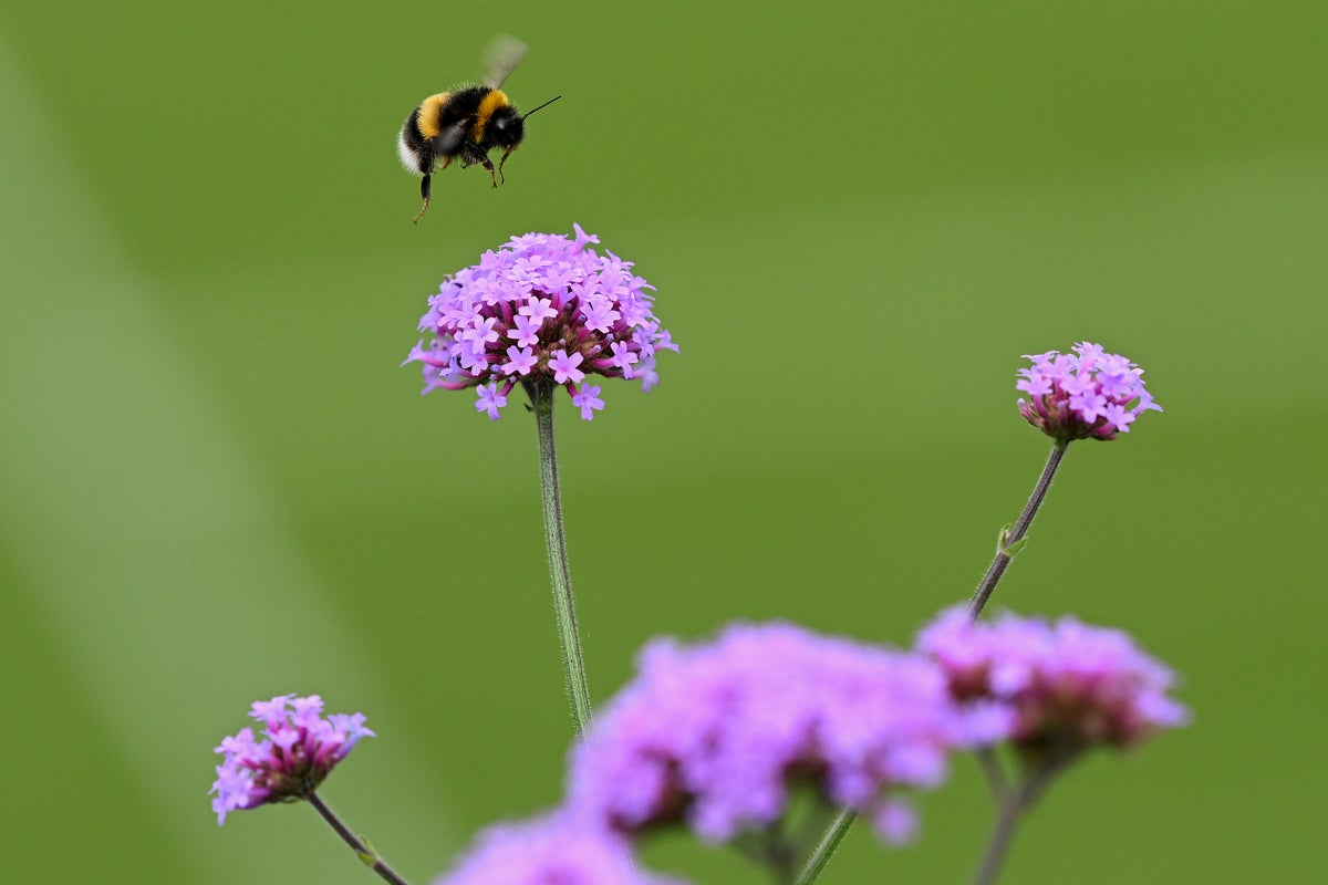 Why bees are struggling to survive this summer and what you can do to help