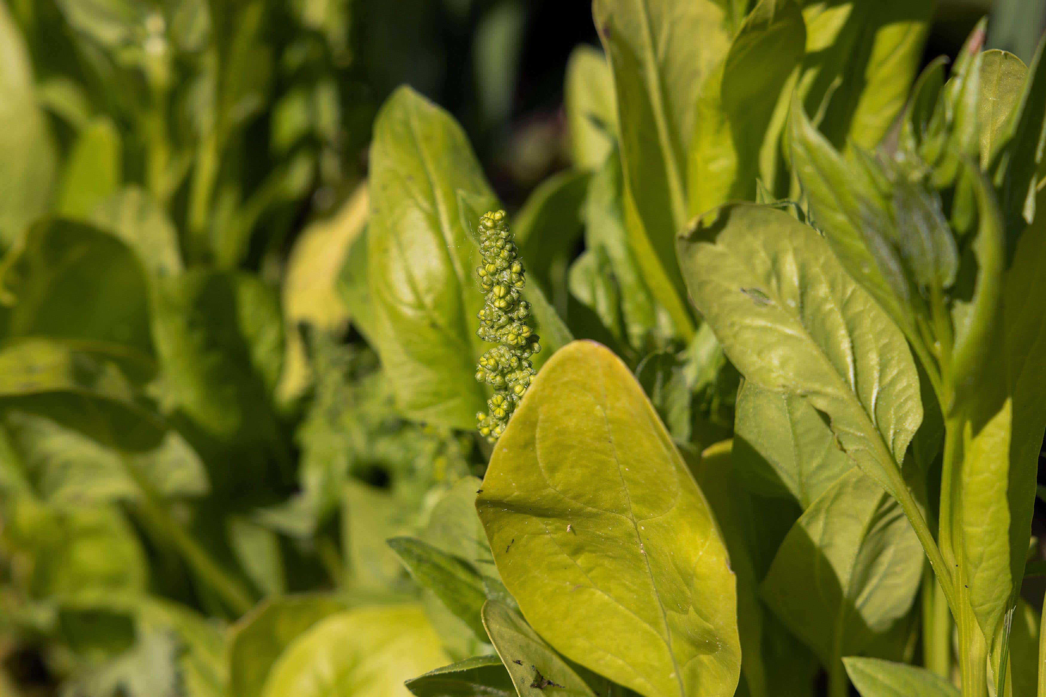 How to stop veg bolting in the summer heat