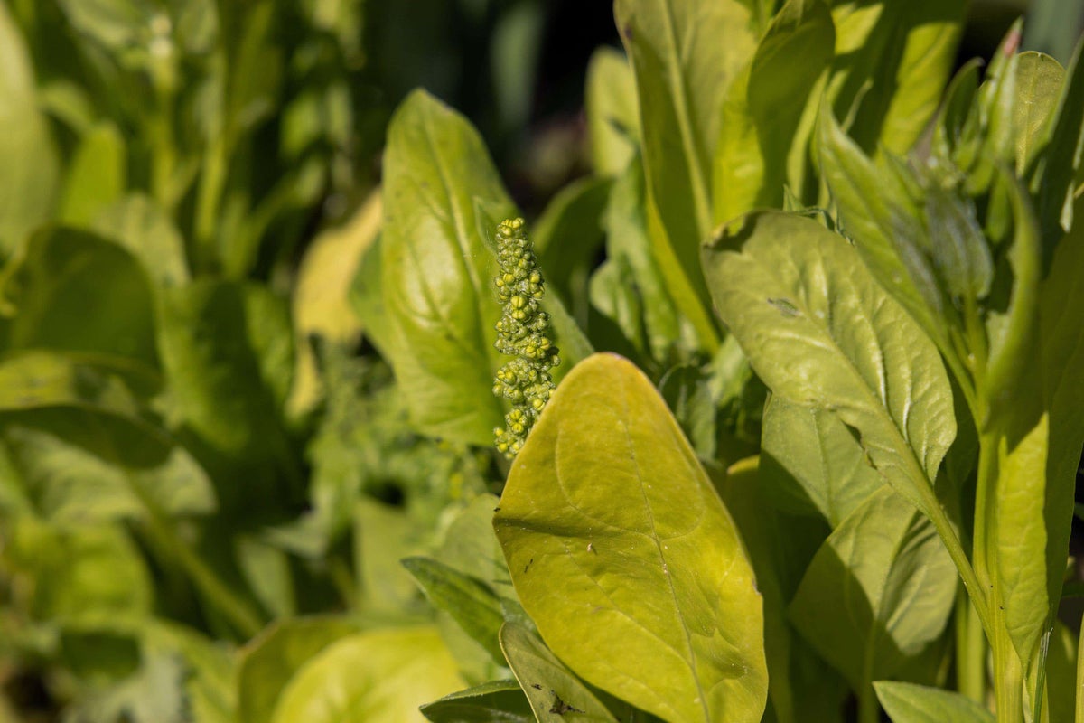 How to stop veg bolting in the summer heat How to stop veg bolting in the summer heat