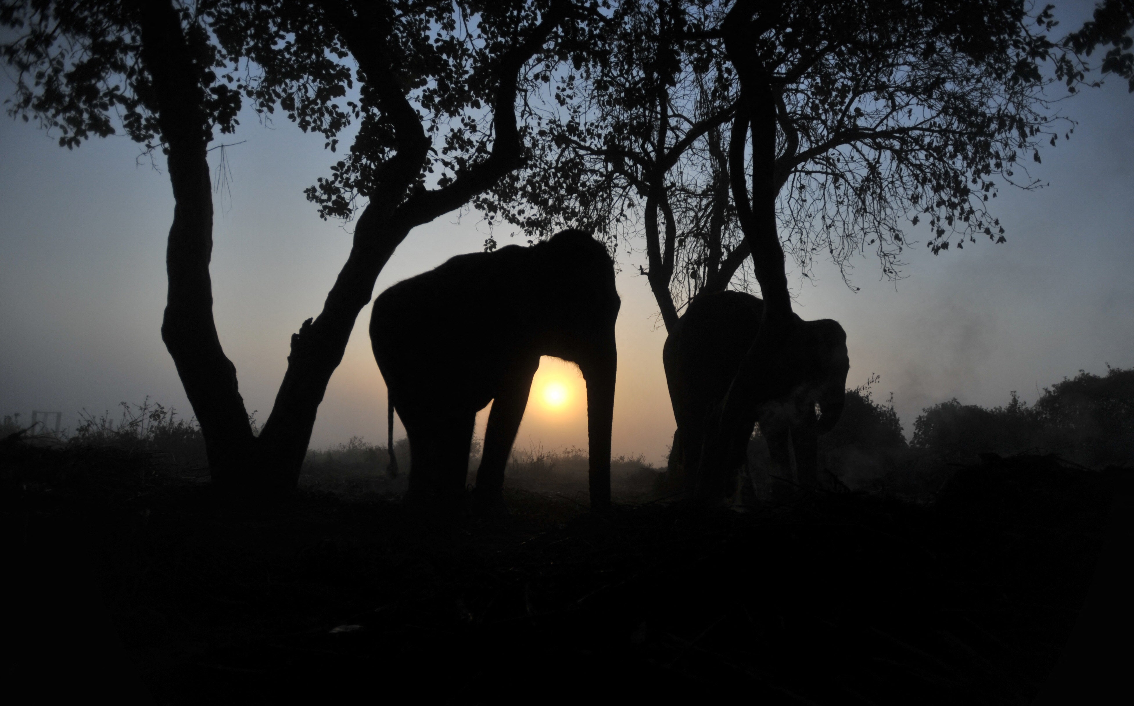 ‘Nowhere left for us to run': Same wild elephant returns to village to kill four members of a family over 14 years