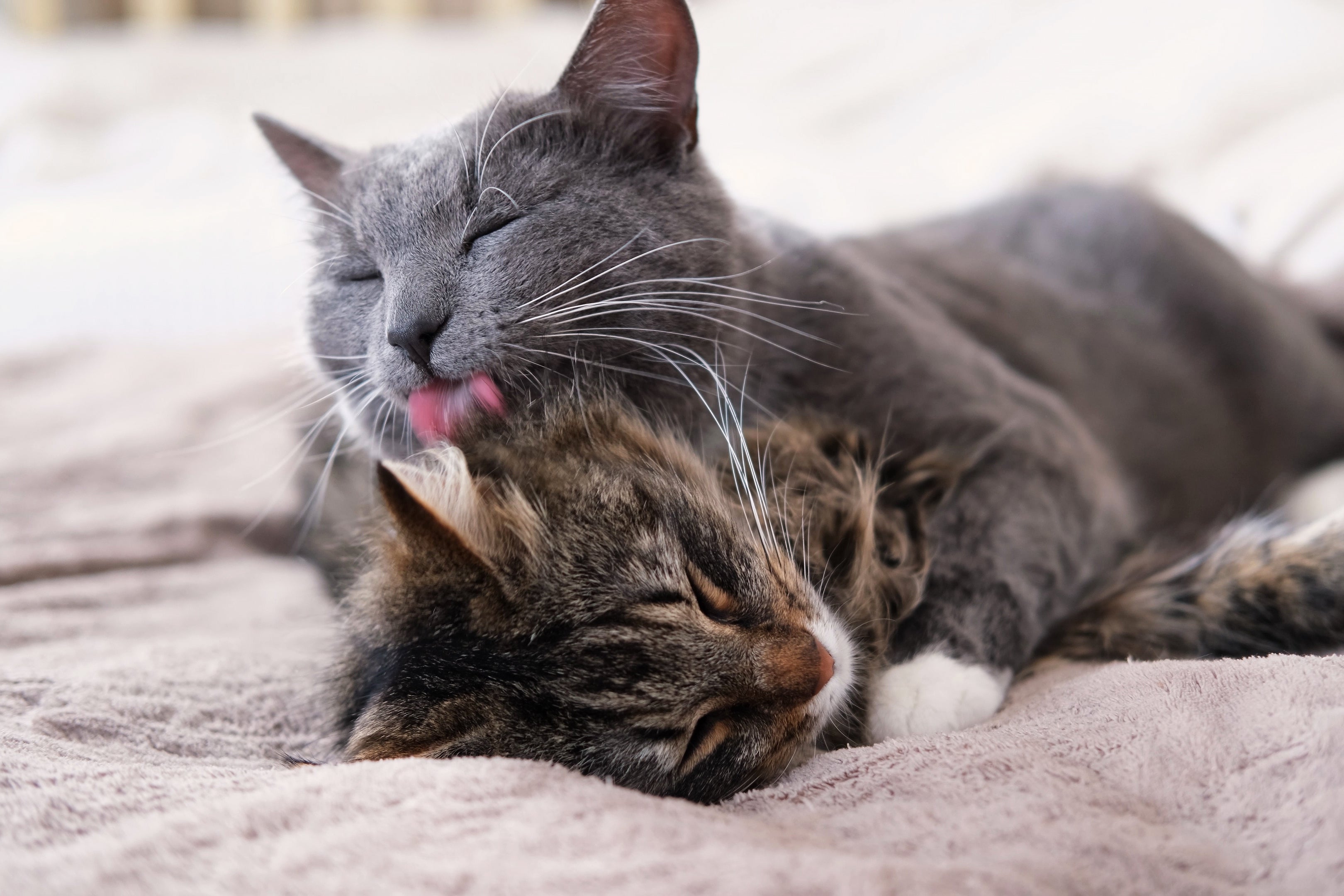 Cat beds should be washed every 1-2 weeks