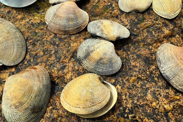 Researchers person documented nan quality of invasive Manila clams for nan first clip connected nan northwest Atlantic coastline for nan first time