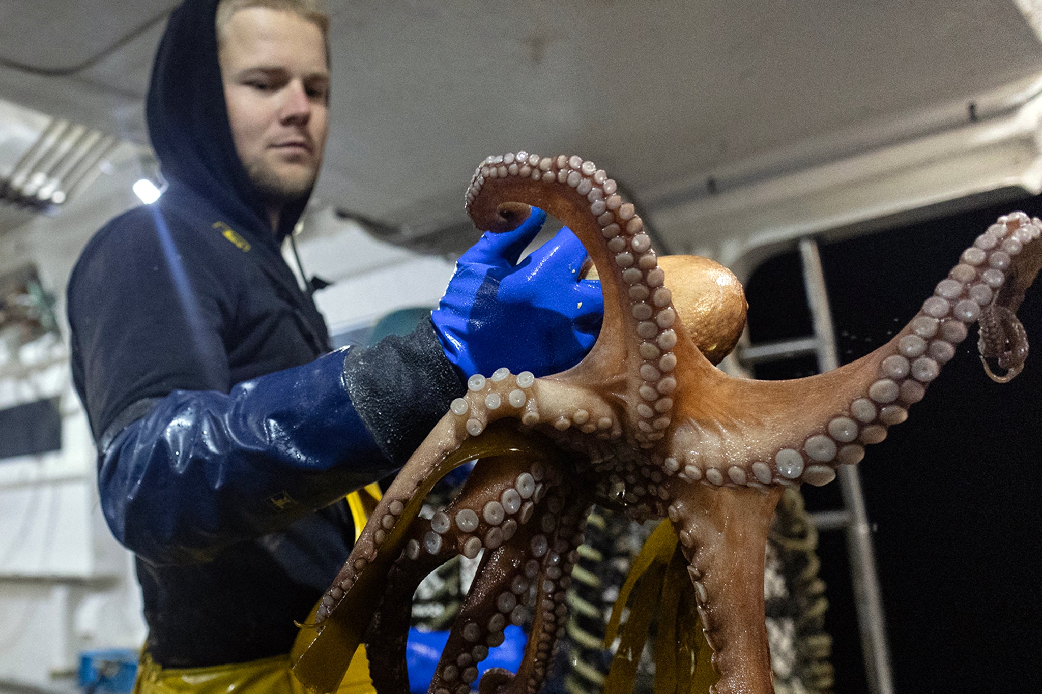 Giftiger Kugelfisch in Europa und Haie im Vereinigten Königreich: Wie viel Angst sollten wir haben?