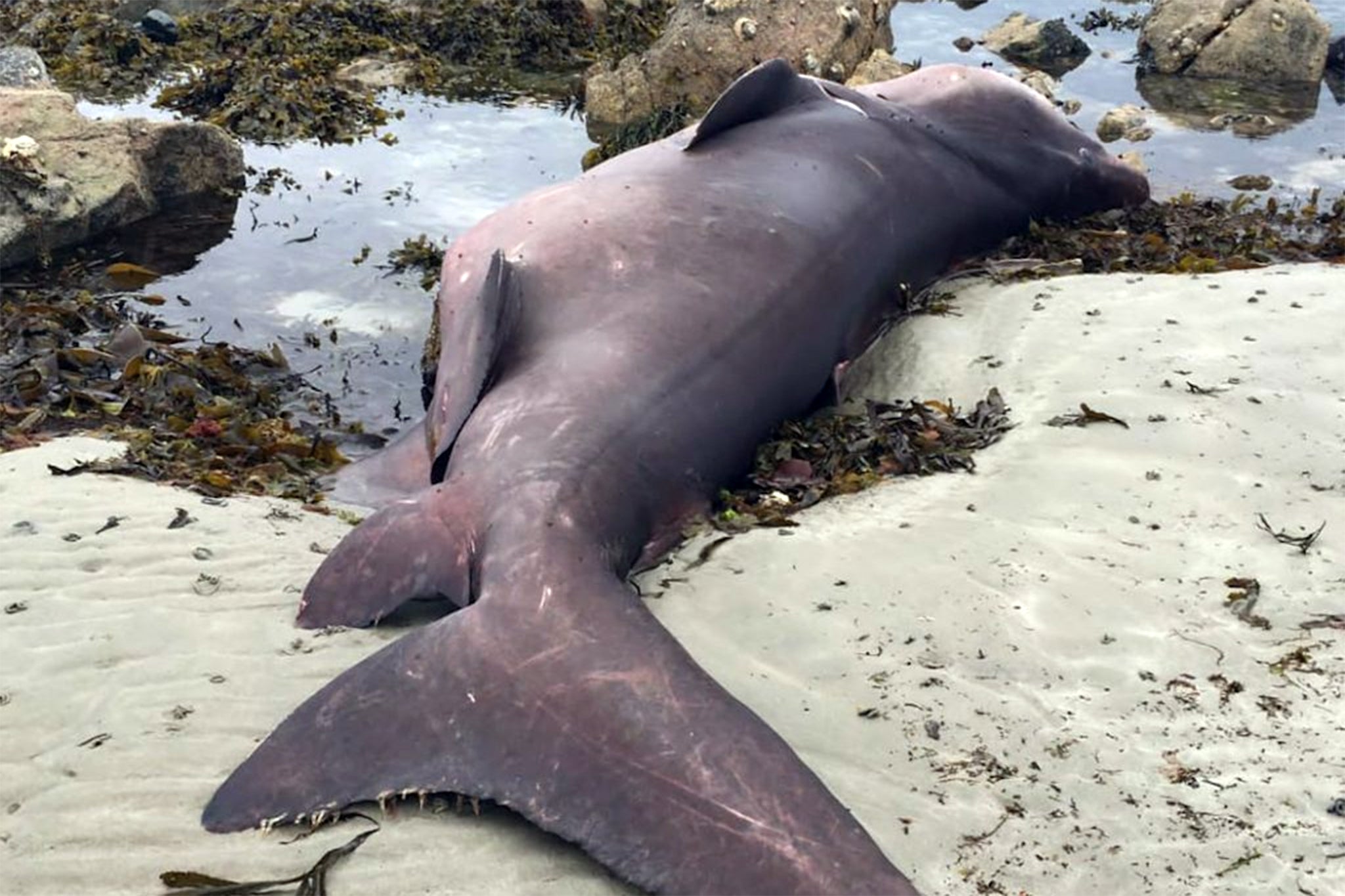 Ein seltener, 600 kg schwerer Sandtigerhai wurde im Juni lebend am Strand von Greve D'Azette in St. Clement auf Jersey auf den Kanalinseln angespült.