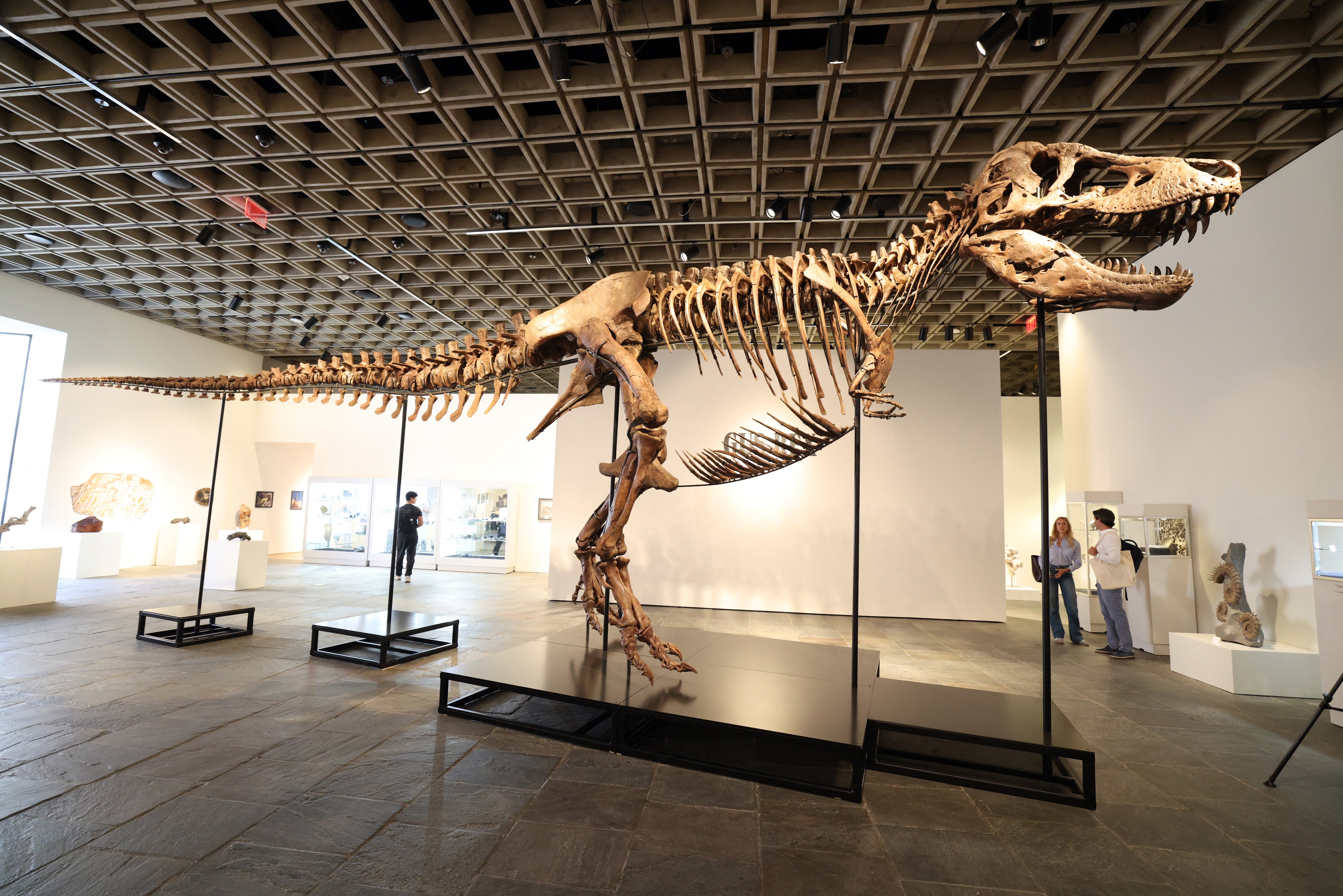 T-Rex fossil becomes most expensive dinosaur after fetching record $50m at auction