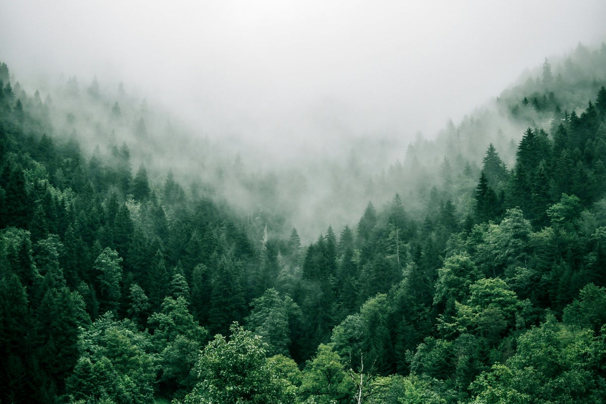Can fashion help lead the way towards climate restoration? Can fashion help lead the way towards climate restoration?