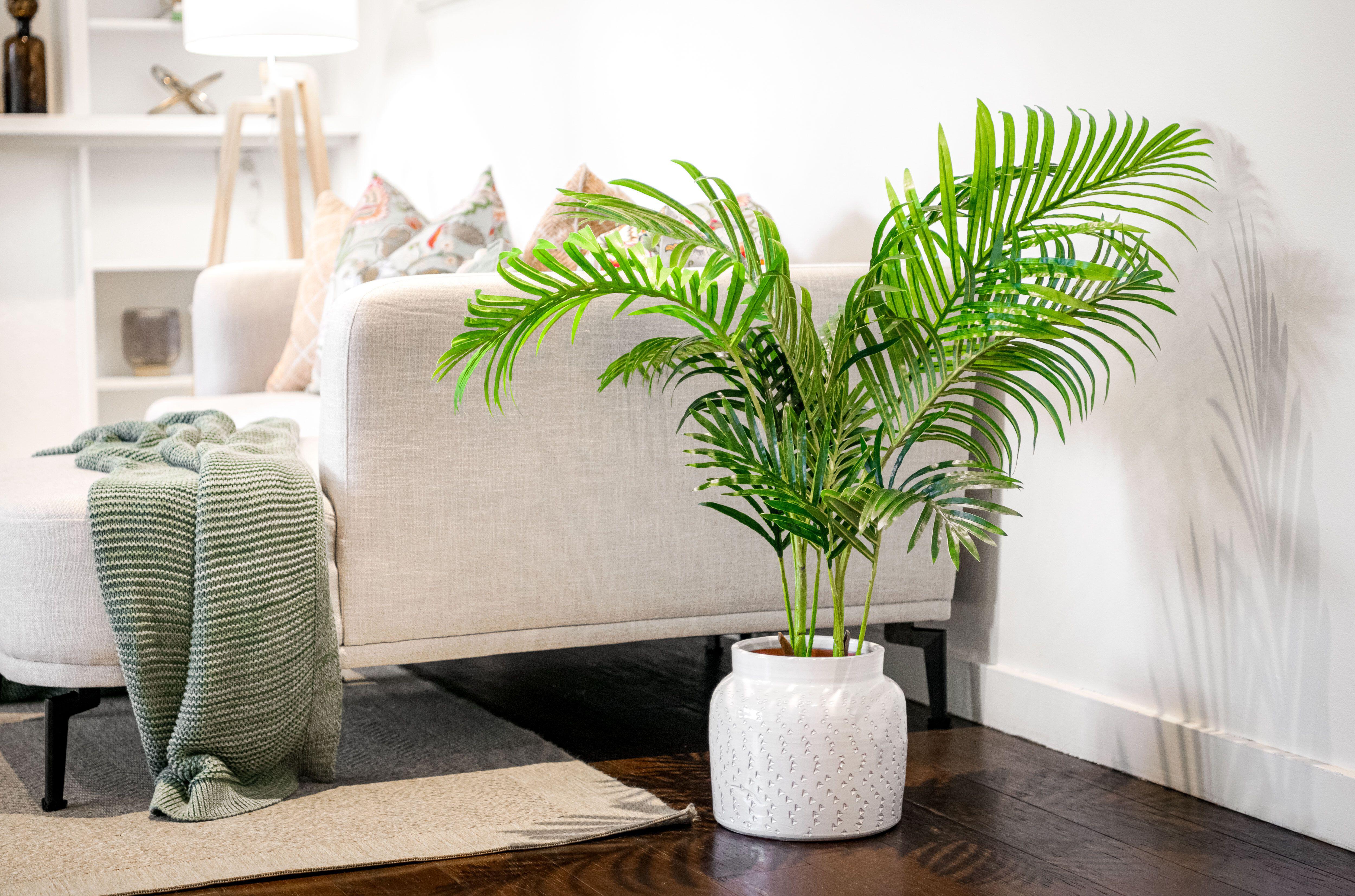House plants add moisture to the air