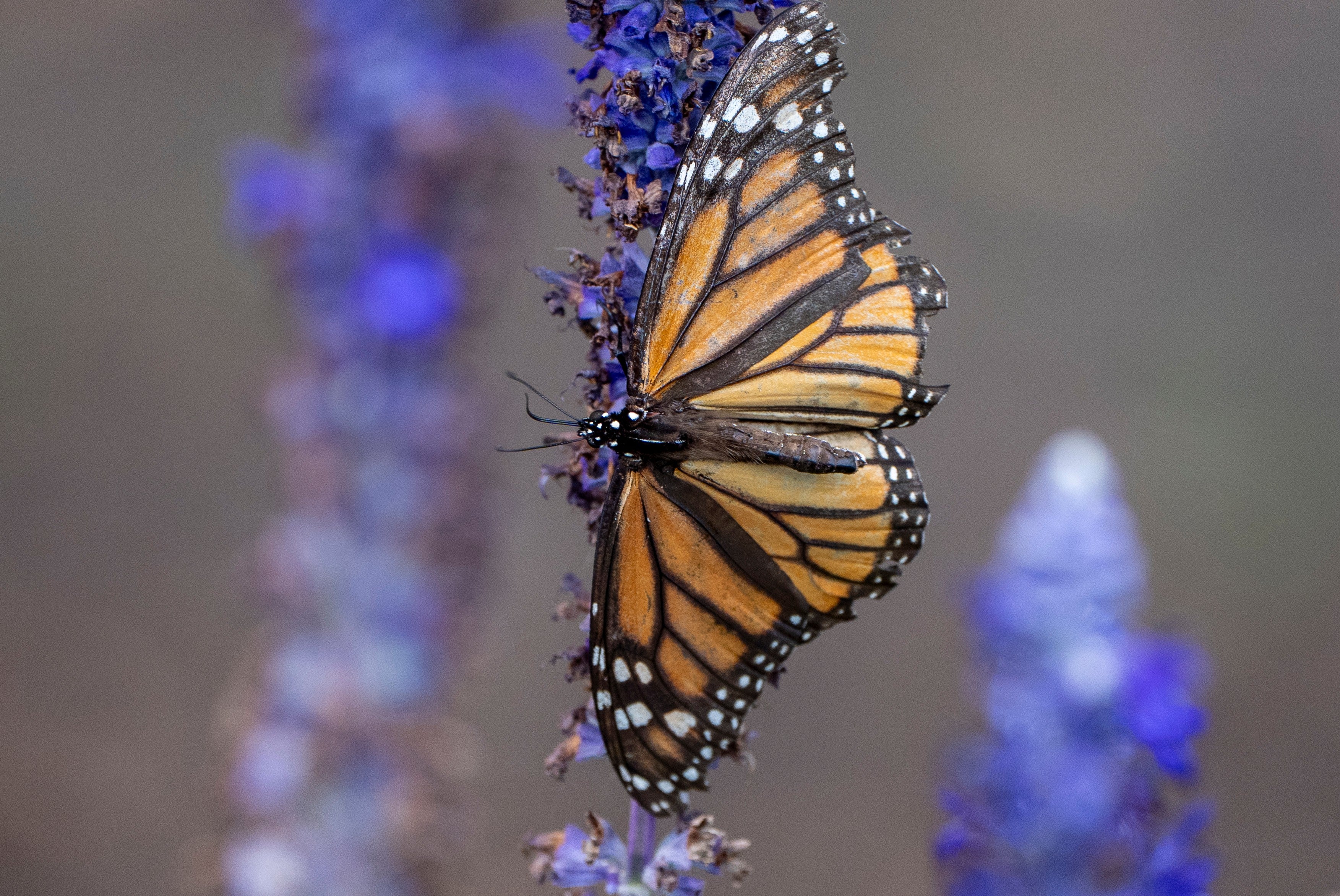A monarch butterfly lands connected a flower, Sept. 6, 2025, successful Washington. (AP Photo/Alex Brandon, File)