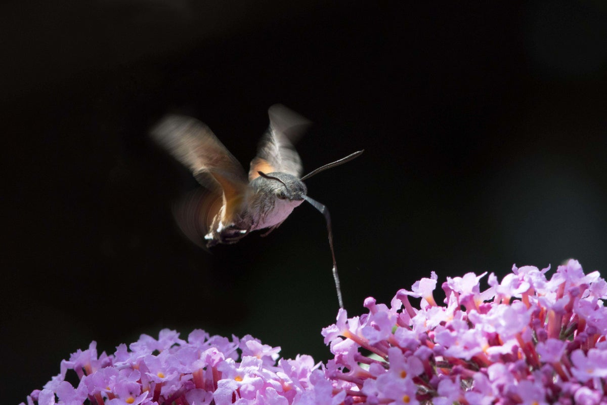 Meet four eye-catching moths to spot in your garden Meet four eye-catching moths to spot in your garden