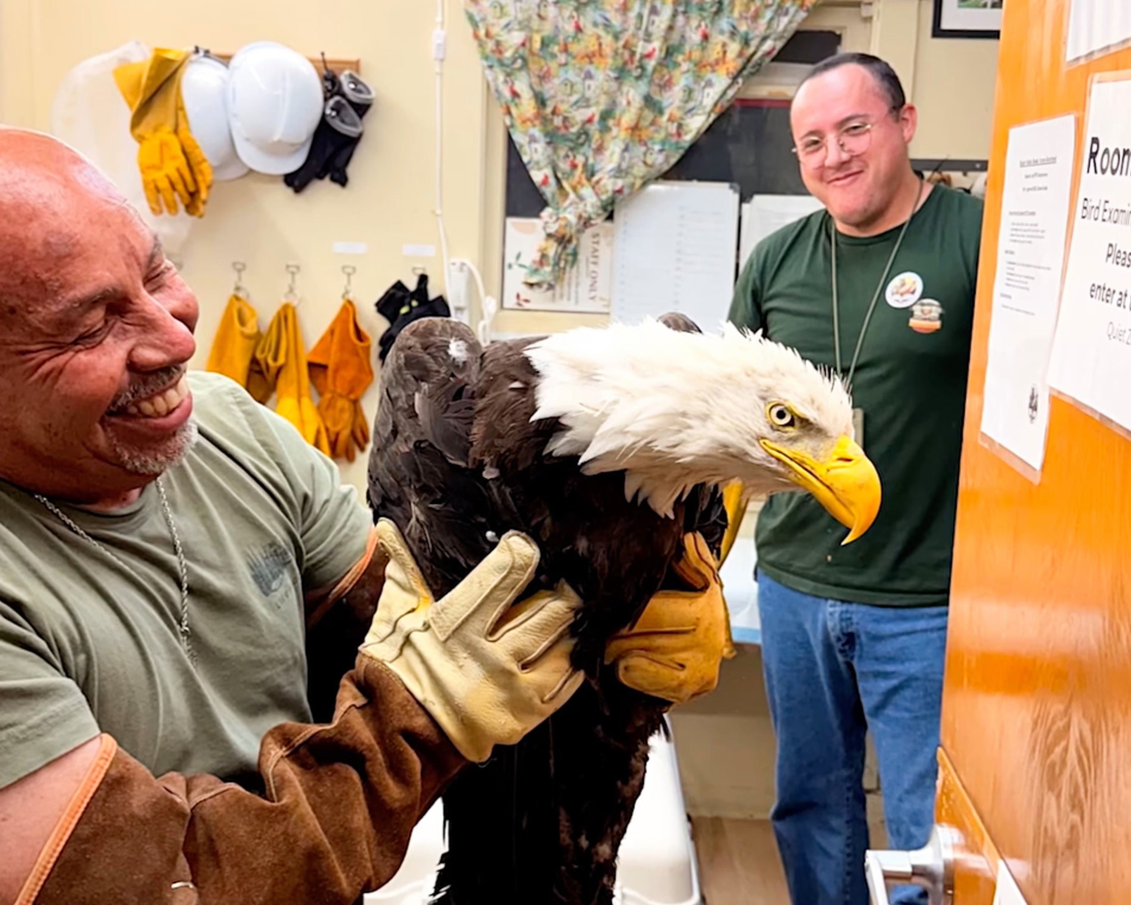 Jackie, believed to beryllium astir 14 years old, had been attacked by 2 different eagles