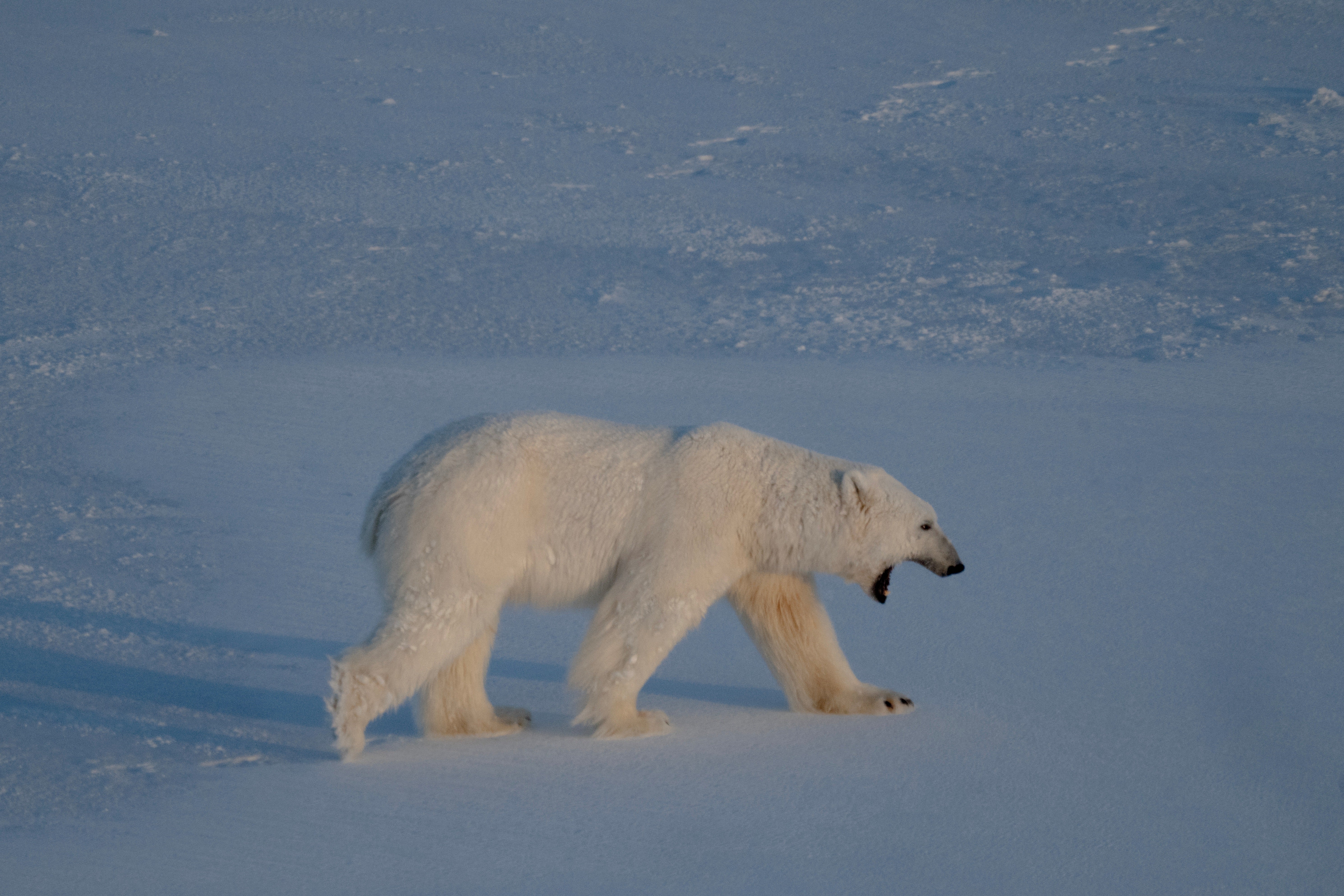Dramatic drop in Arctic sea ice levels puts an end to hopes of short-term recovery