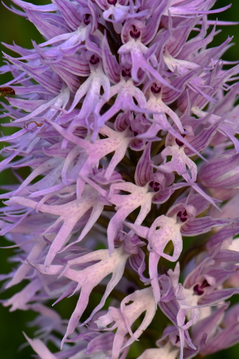 The Orchis italica , known as the 'naked man orchid,' offers a whimsical sight