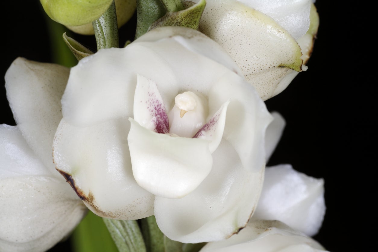 The Dove orchid is Panama's national flower, known locally as flor del EspÃritu Santo