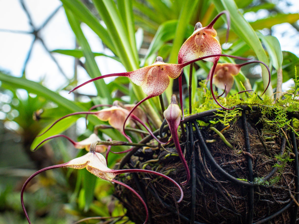 The Monkey orchid (Dracula chimaera) thrives in cool, moist, and partially shady conditions