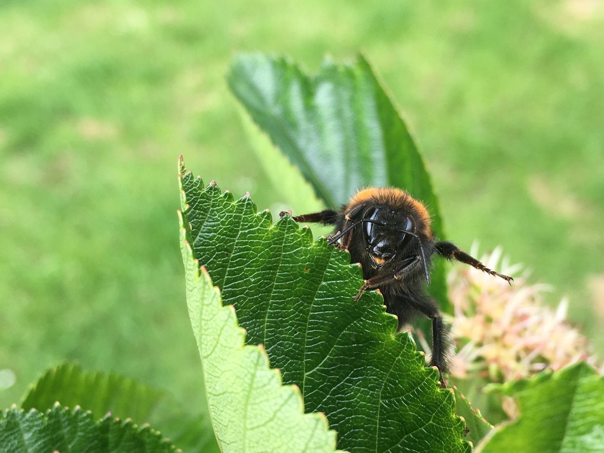 From dying bumblebees to wasp spiders: 10 ways the hotter weather is changing the British countryside