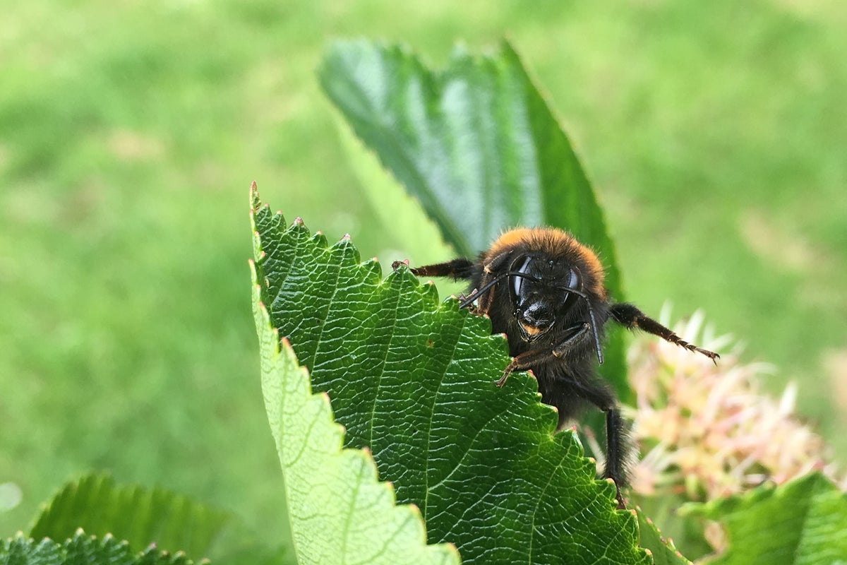 From new insects to dying trees and bumblebees: 10 ways hotter weather is going to change the British countryside From new insects to dying trees and bumblebees: 10 ways hotter weather is going to change the British countryside