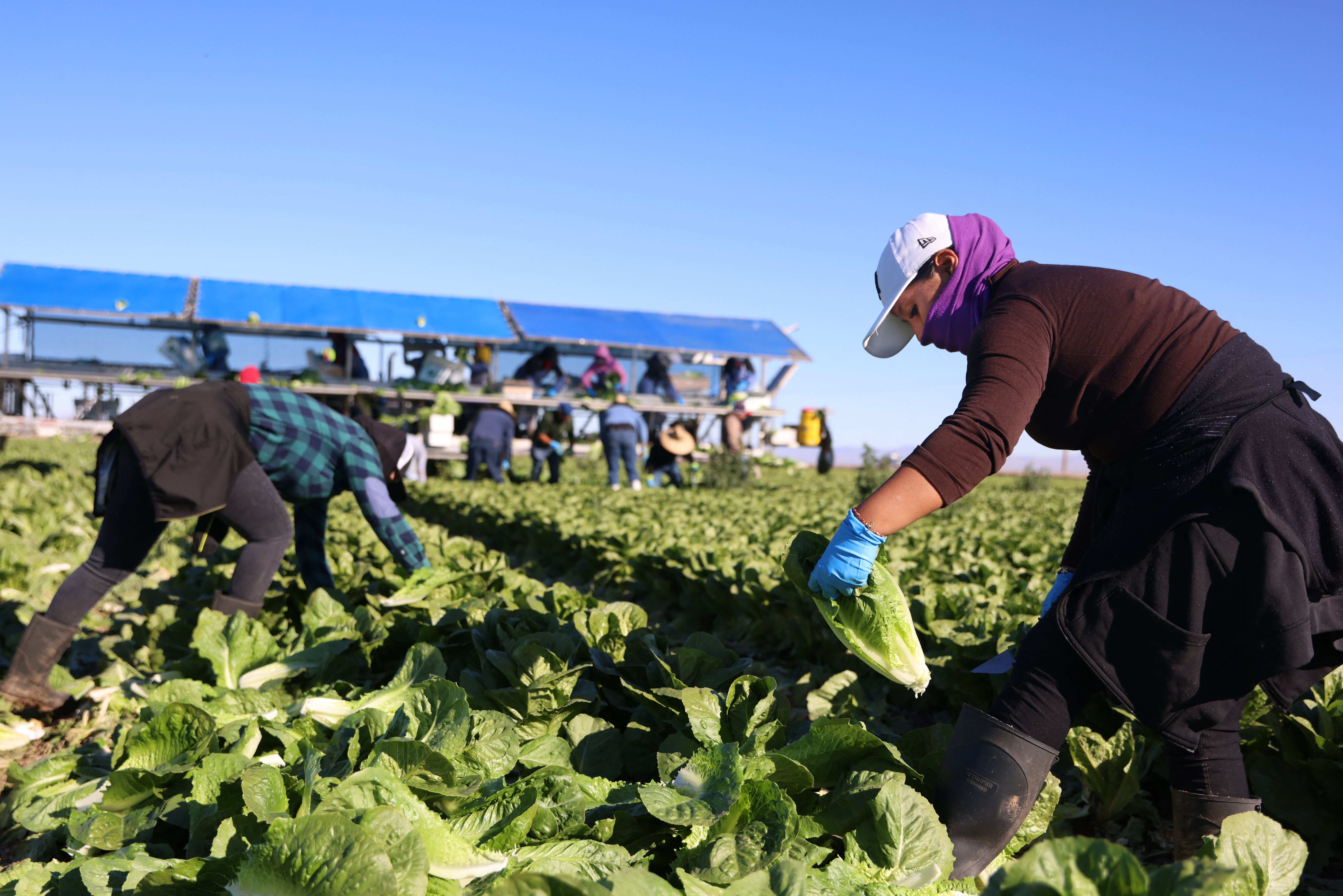 Late past week, nan FDA walked backmost a declare that a sample of lettuce supplied by Taylor Farms de Mexico tested affirmative for nan diarrhea-causing parasite, calling that first consequence a ‘false positive’