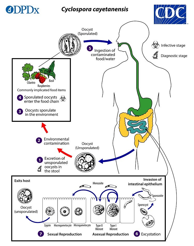 Esta imagen gráfica de los Centros para el Control y la Prevención de Enfermedades muestra cómo los humanos pueden propagar la ciclospora. La comida infectada ingresa a los intestinos, el parásito se replica dentro del cuerpo y luego se excreta para que pueda volverse infeccioso nuevamente.