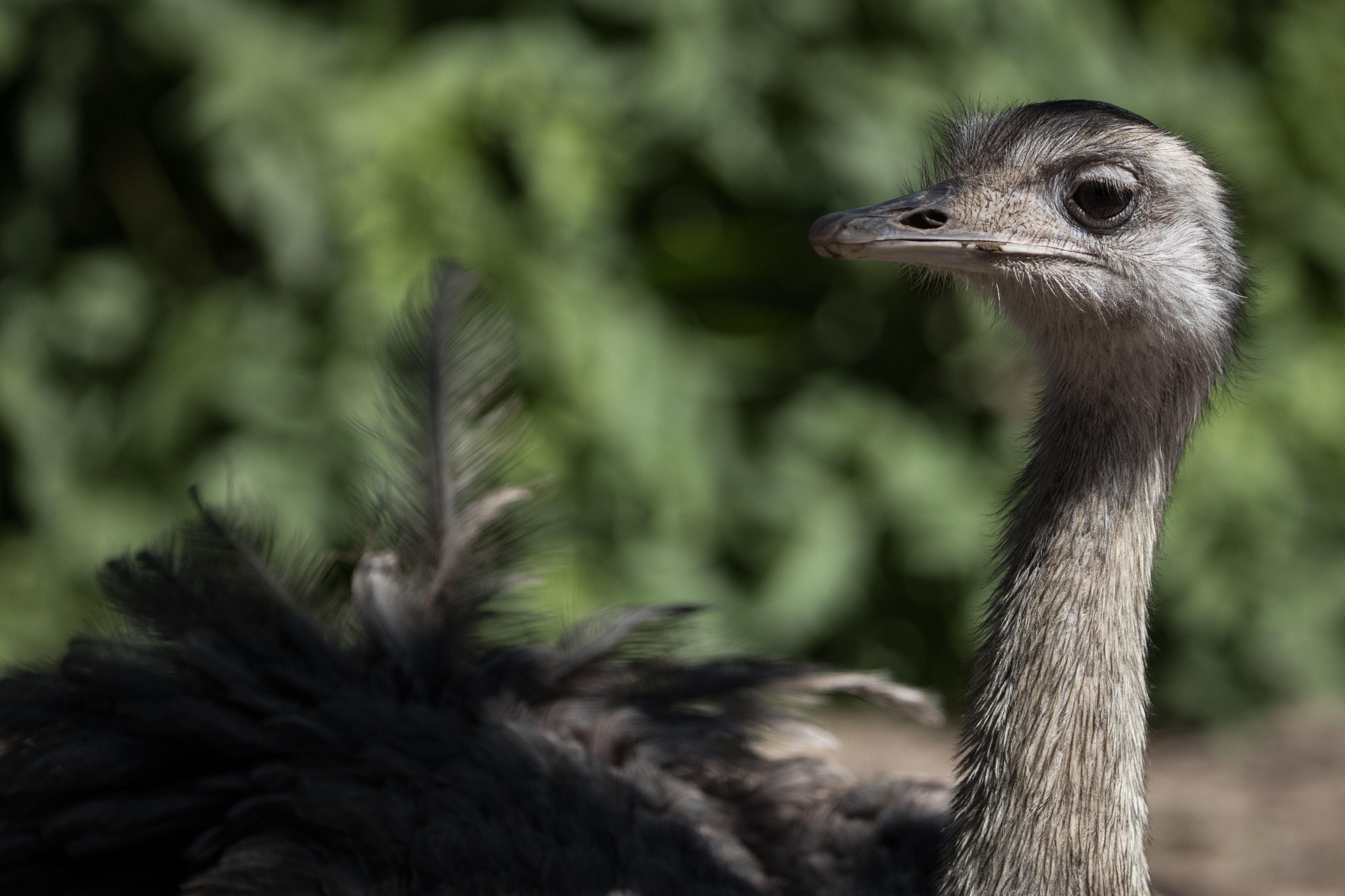 A pet emu has been mauled to decease by 2 vicinity pitbulls aft nan dogs chased nan ample vertebrate down a Pennsylvania street