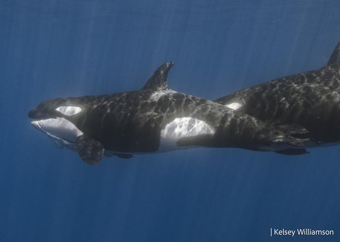 Orcas spotted ramming into giant fish carcasses and watching them explode for fun