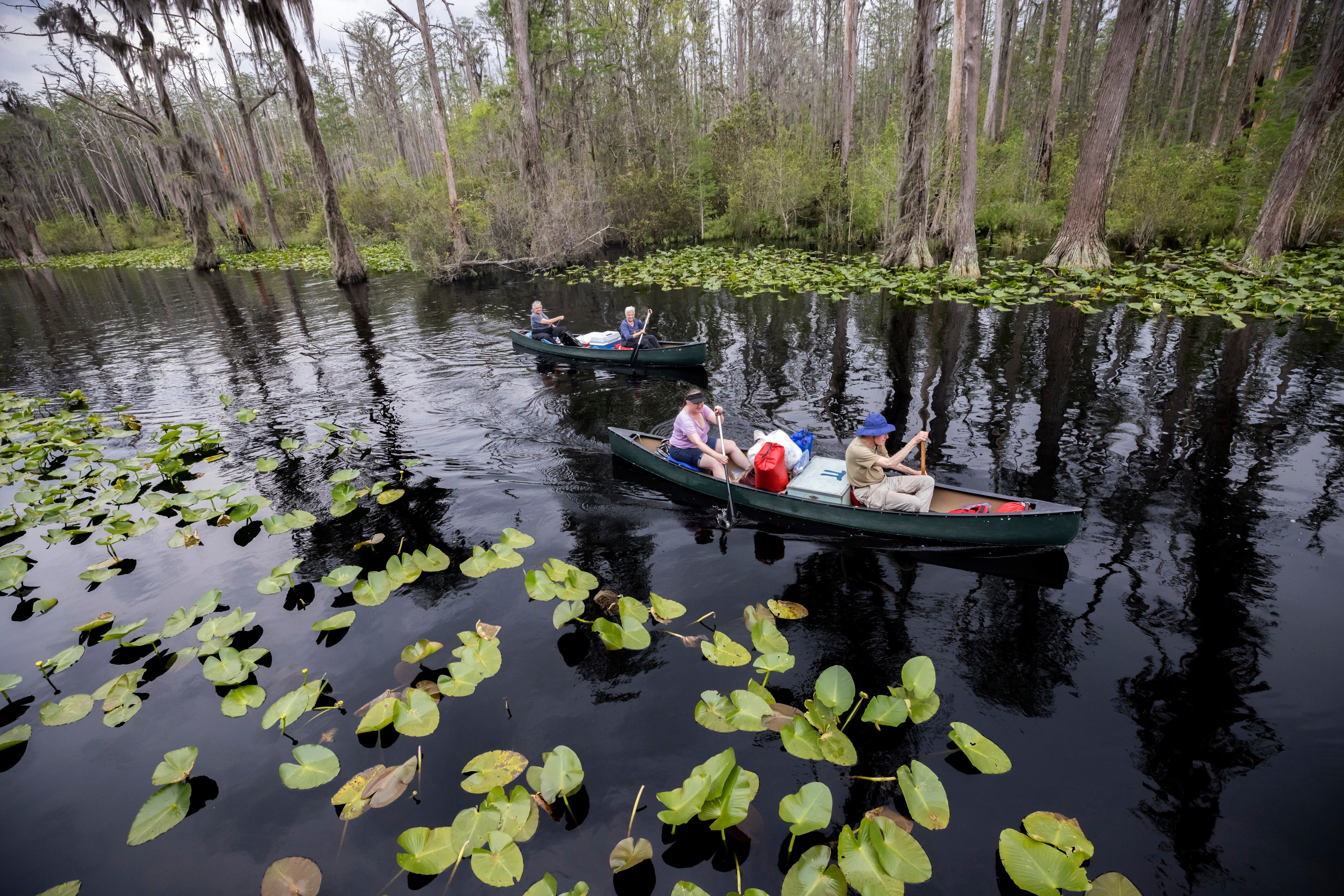 A World Heritage Site nickname ‘increases a site’s value to nan world,’ according to nan U.S. Fish & Wildlife Service, which owns and manages nan Okefenokee National Wildlife Refuge