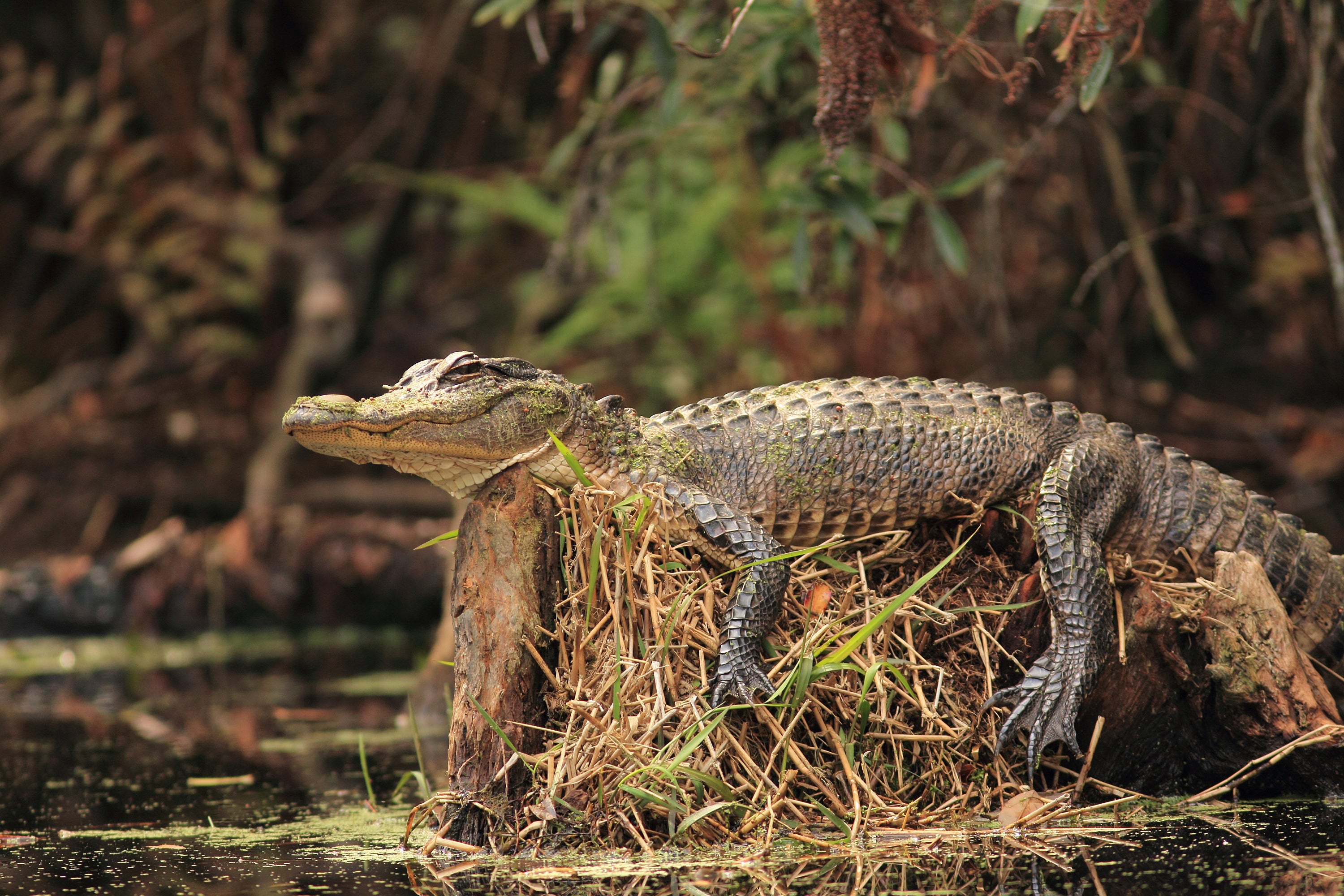 The Okefenokee swamp is poised to subordinate awe-inspiring U.S. landscapes including nan Grand Canyon and nan Everglades arsenic nan nation’s 27th World Heritage Site