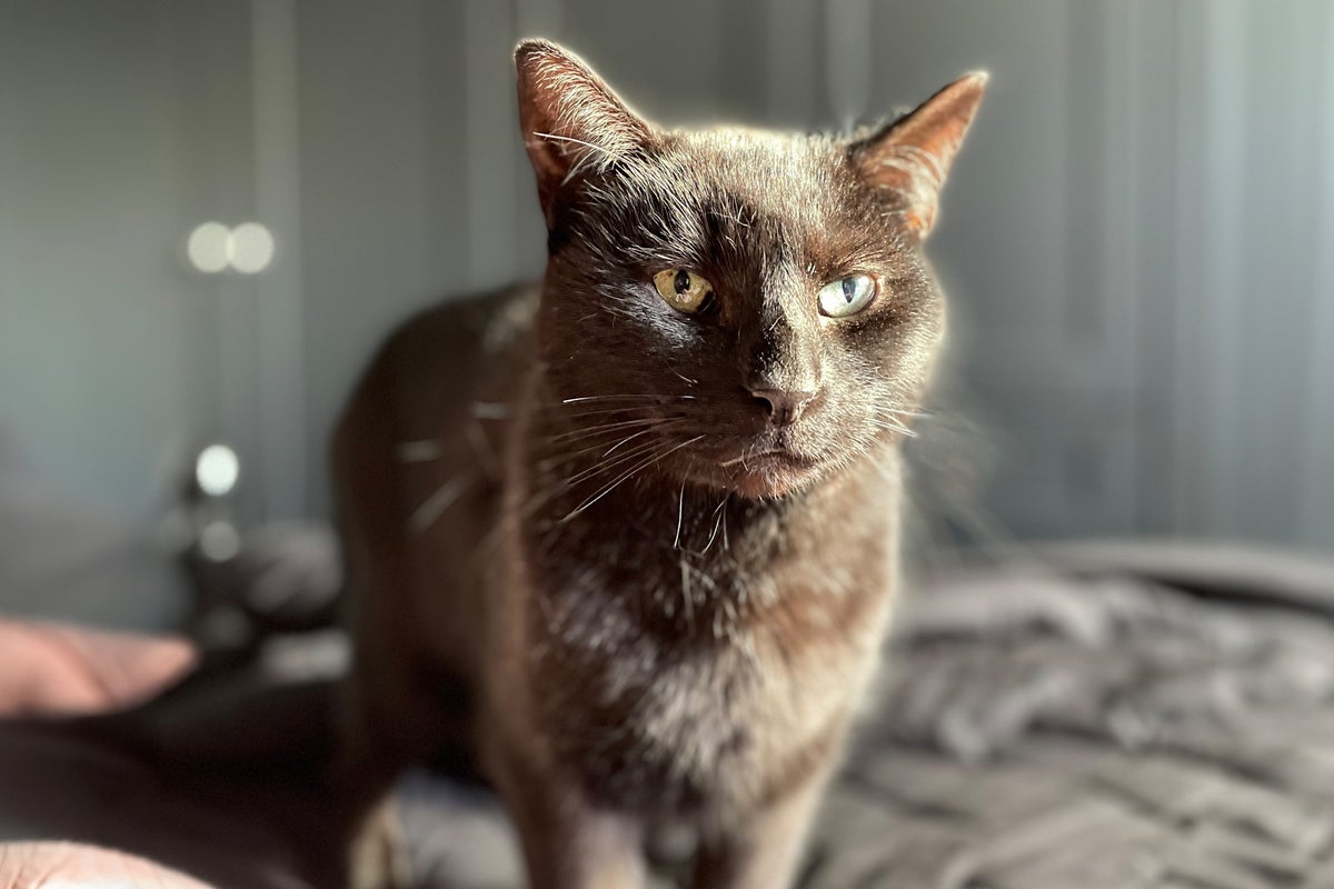 How I'm bio-hacking my senior cat to boost his health and longevity