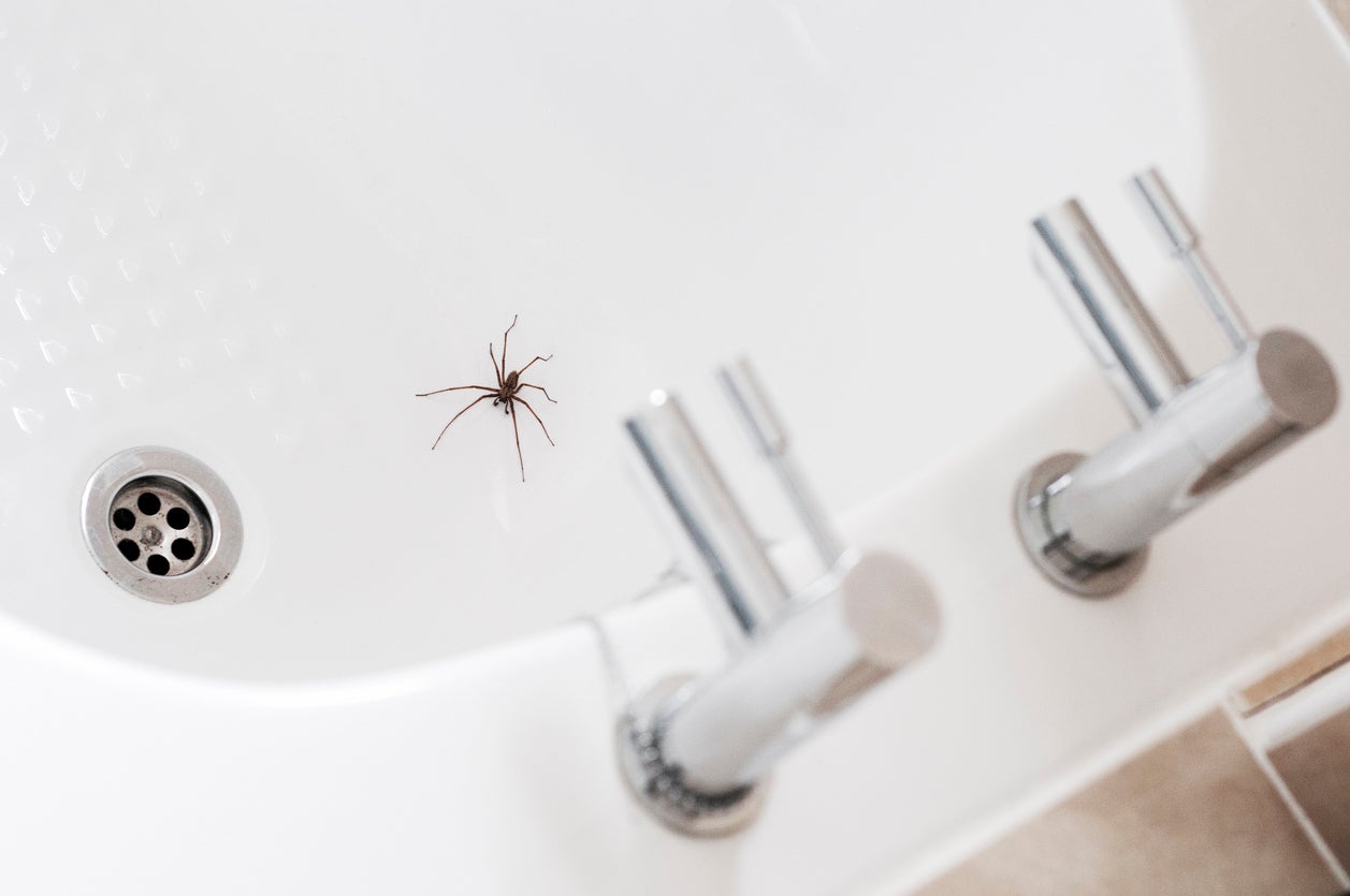 Spiders are not out to get you and actually prefer to avoid humans; we are much more dangerous to them than vice versa