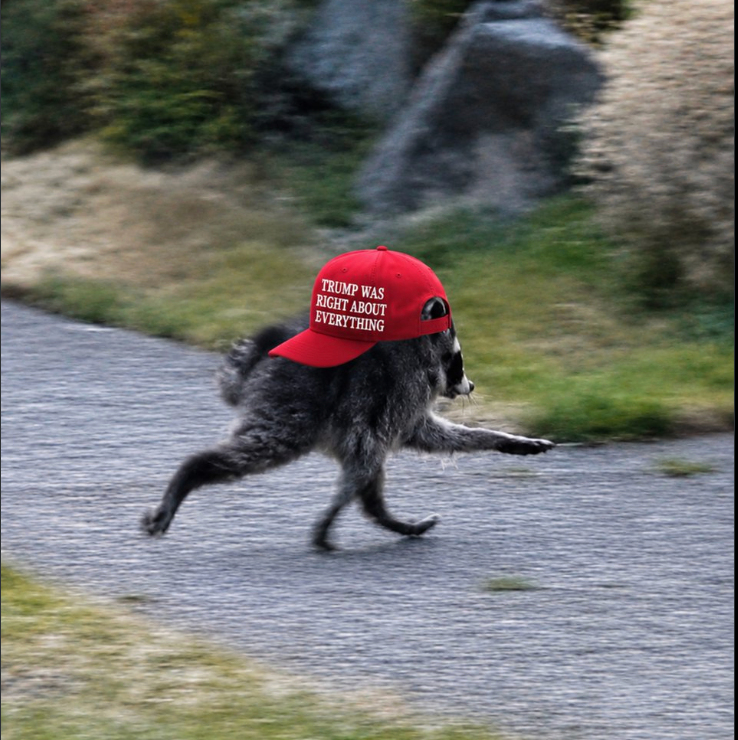 Anger after White House makes Jimothy the mutant raccoon MAGA