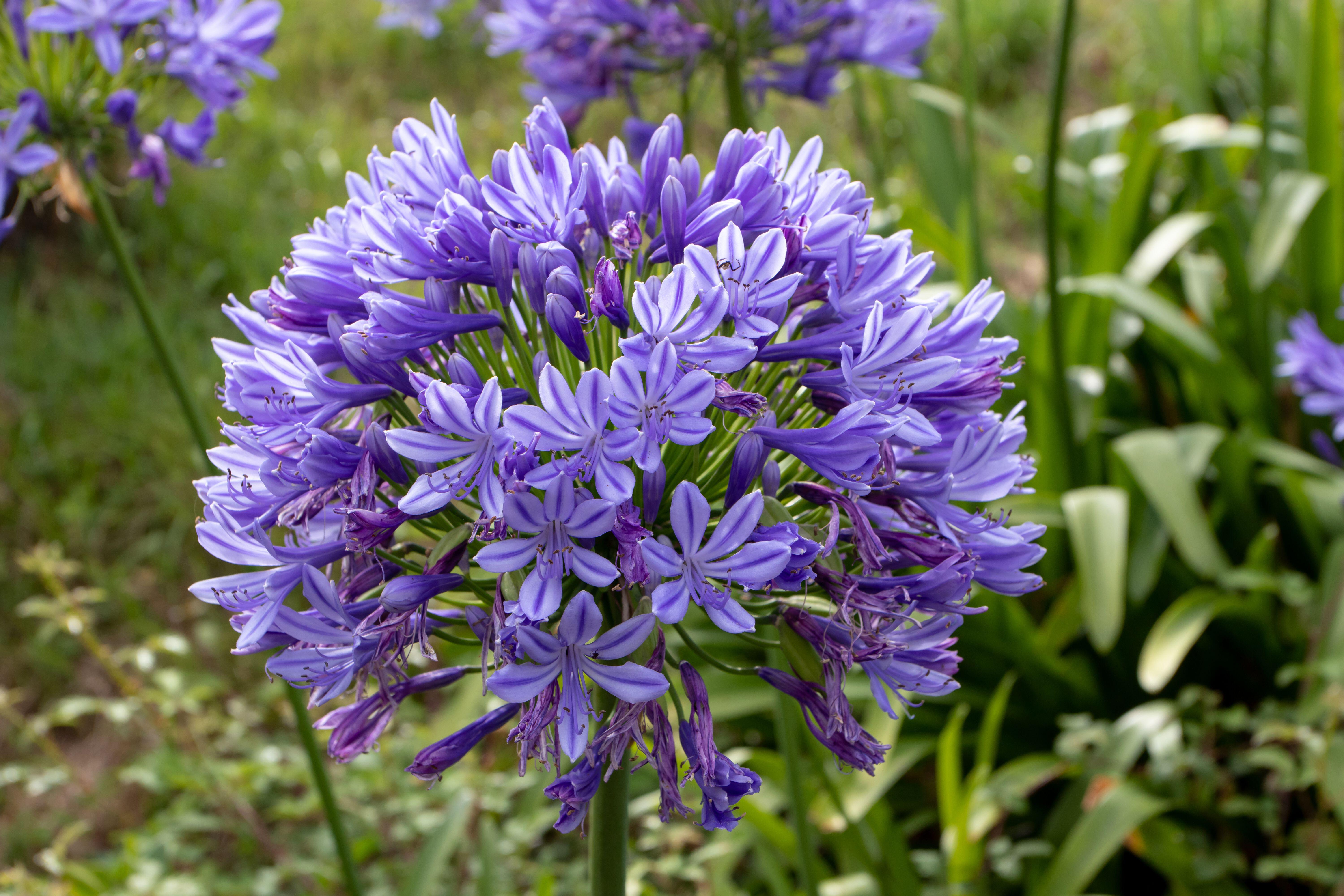 An agapanthus flower