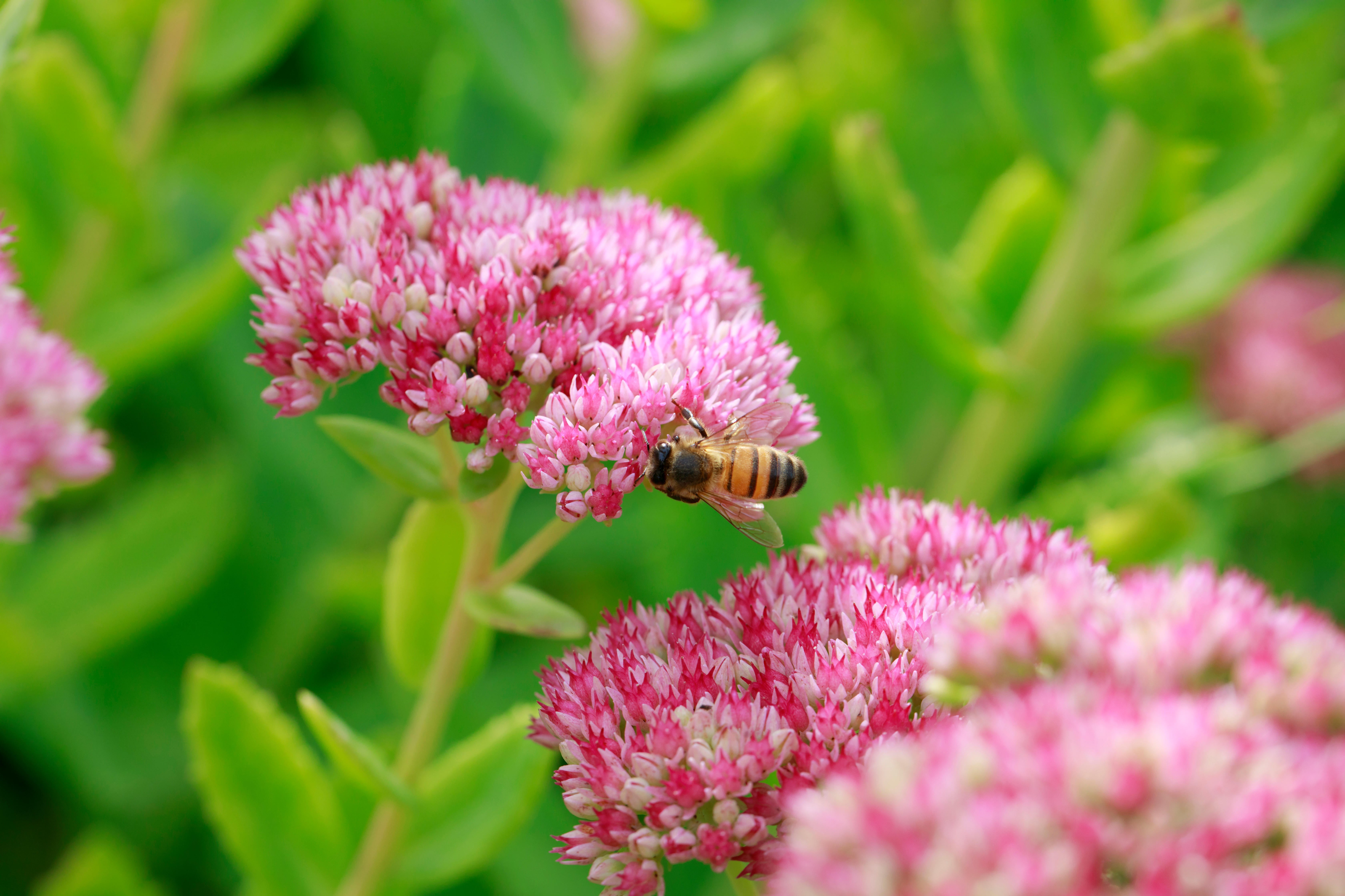 Sedum 'Autumn Joy'