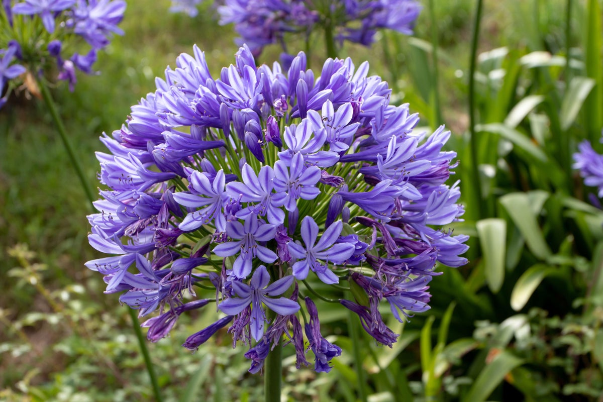 The five garden plants that can survive without water – even in a drought The five garden plants that can survive without water – even in a drought
