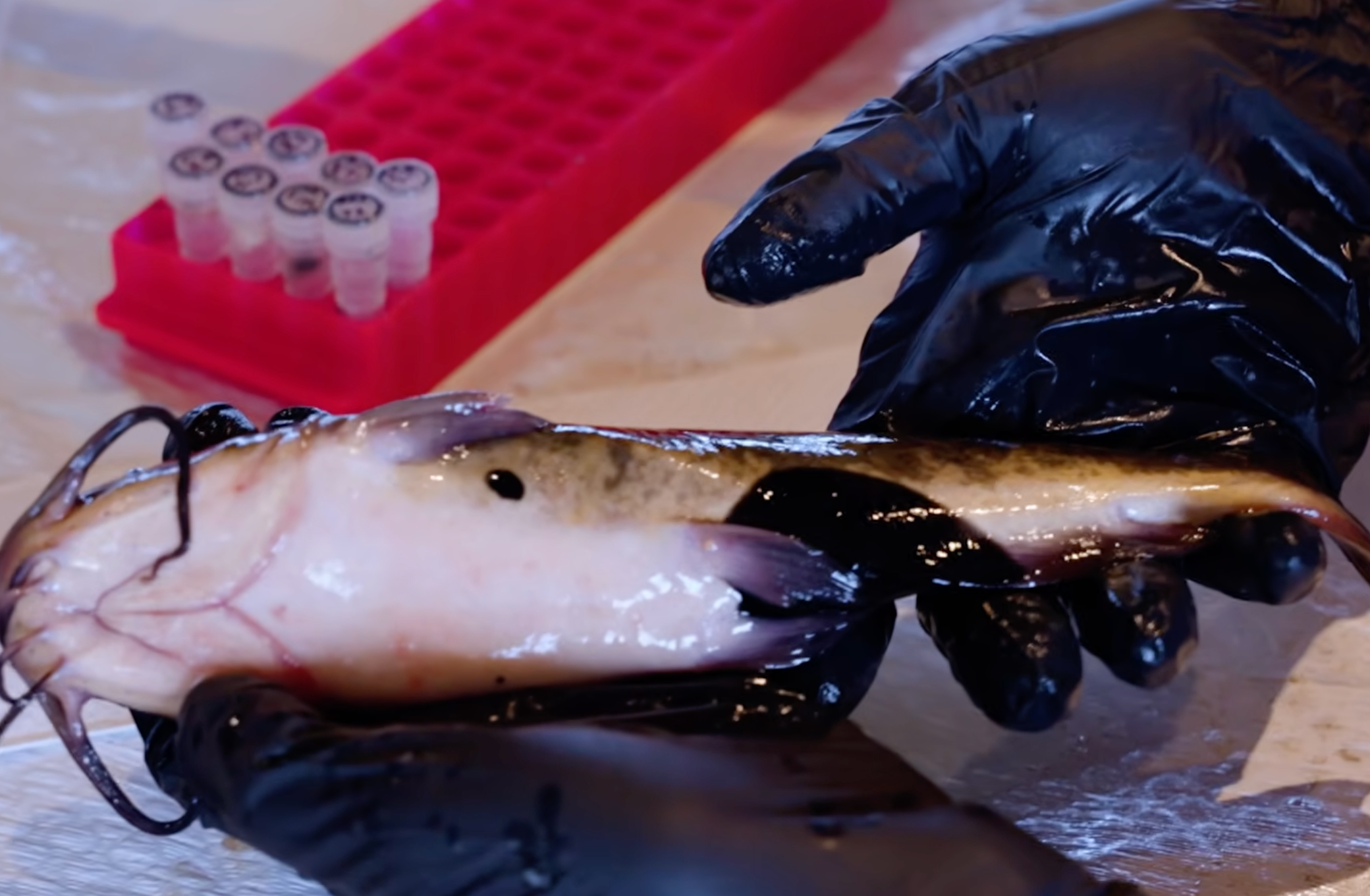 Scientists person discovered a shape of transmissible crab (visible arsenic achromatic lesions) successful catfish swimming successful a immense reservoir that stretches betwixt Canada and nan US