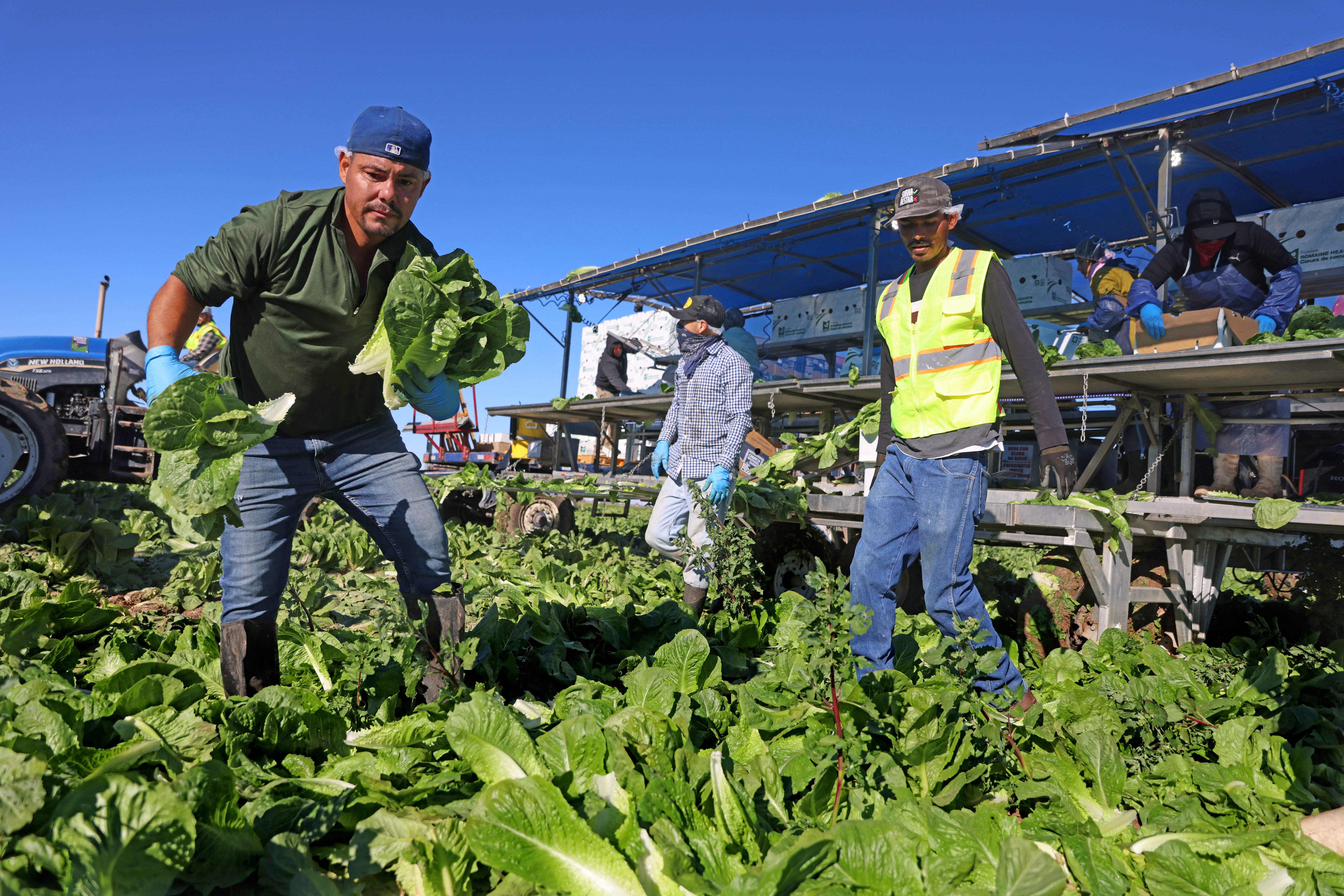 Lettuce and different caller nutrient are responsible for astir half of foodborne unwellness cases each year