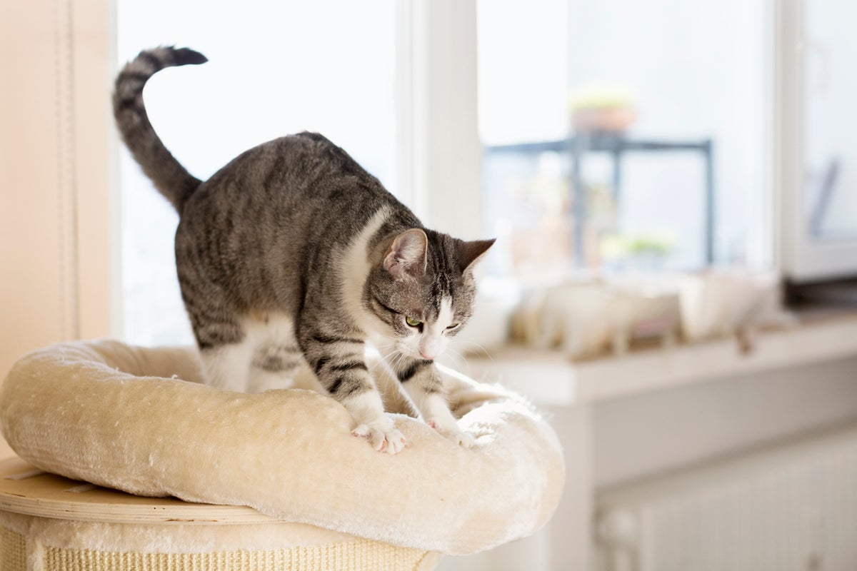 Why cats knead with their paws, according to a veterinarian Why cats knead with their paws, according to a veterinarian