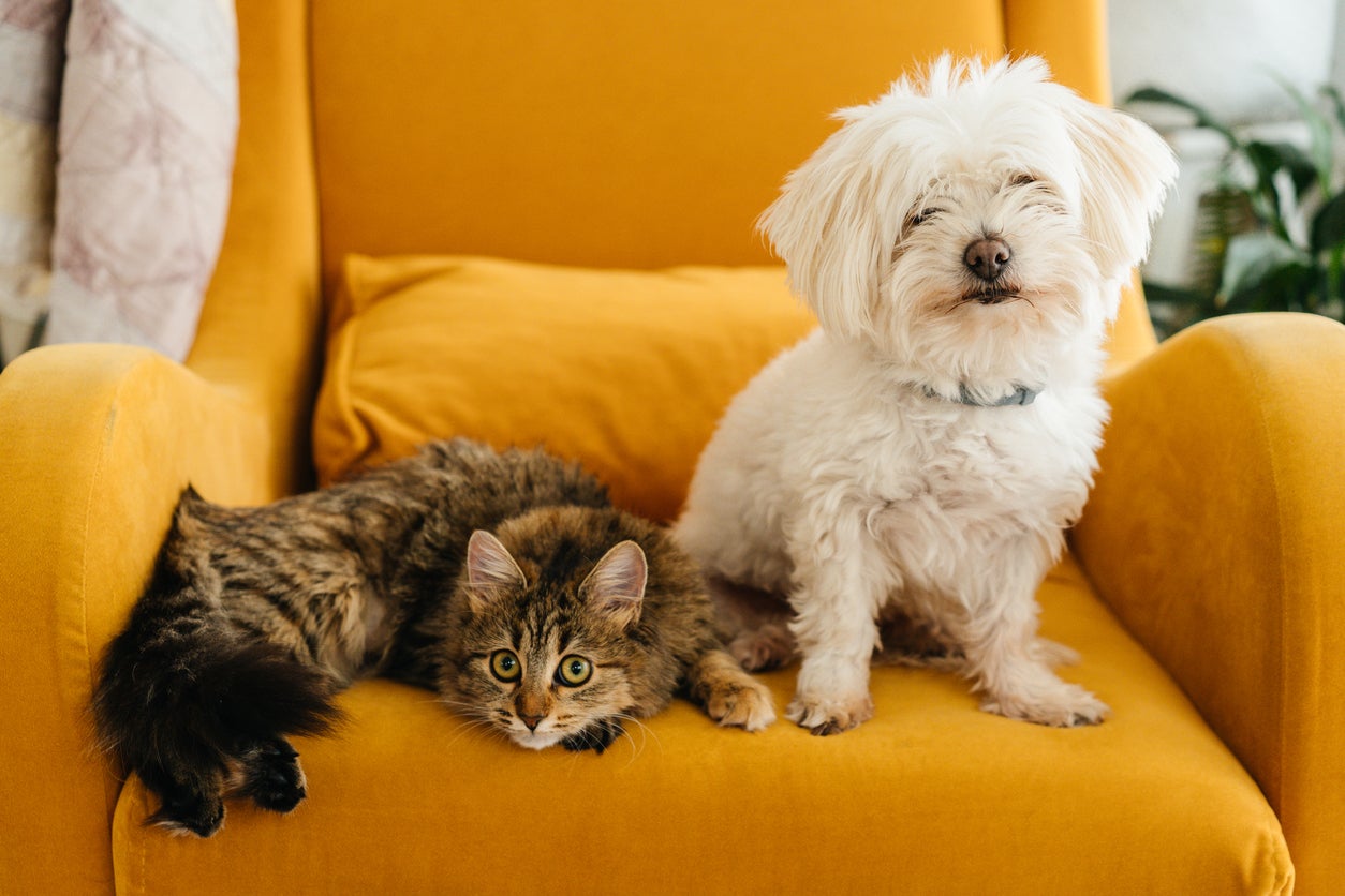 Figuring out how old Buddy is in dog years or Fluffy is in cat years allows a veterinarian to determine their life-stage