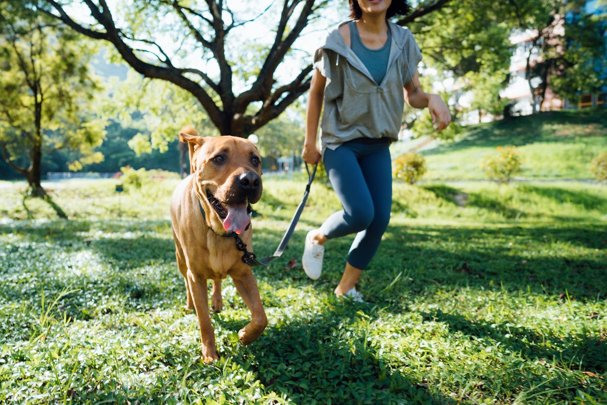 From microbiomes to immunity: a vet-led guide to supporting your pet’s health