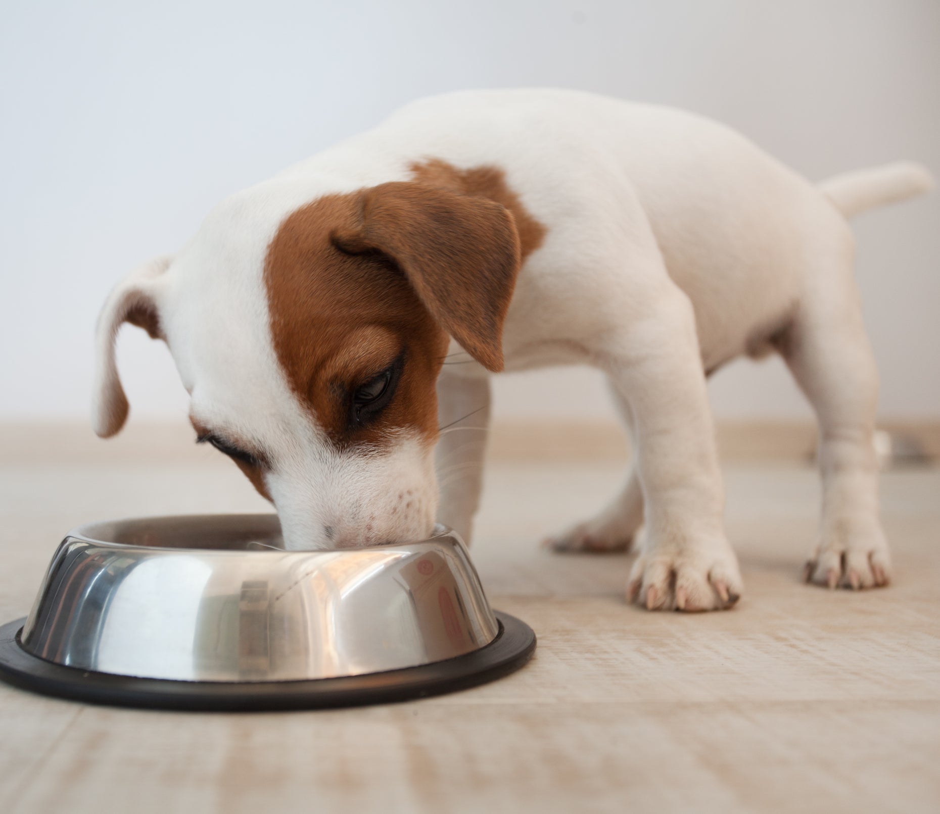 Early-stage diets rich in essential omega-3 fatty acids and colostrum support healthy brain and immune system development in growing puppies
