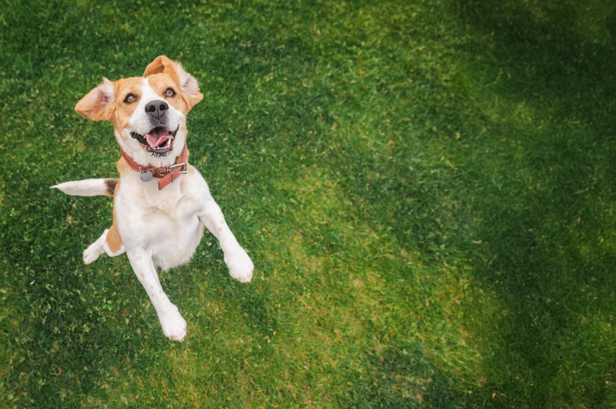 There are many ways in which we can misjudge dogs by assuming that they are little furry humans