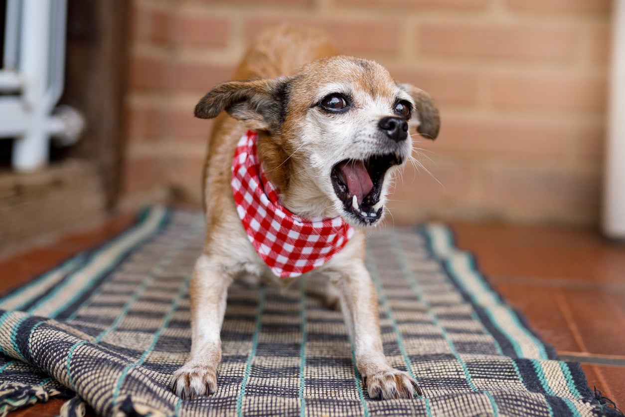 Dogs often give subtle signs they are becoming anxious
