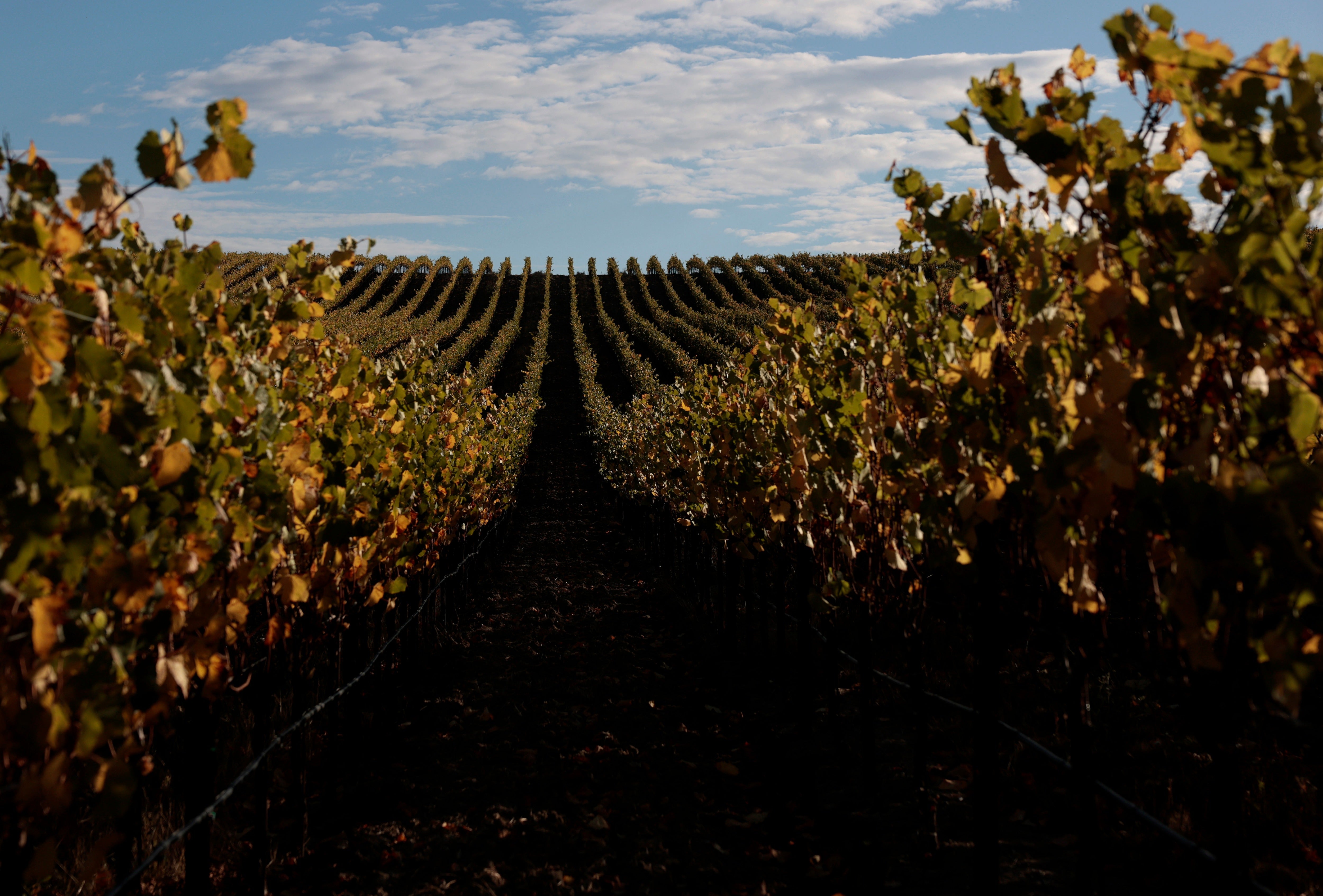 In California, vineyards are being burned connected intent because it’s often cheaper to discard nan grapes than harvest them pinch a surplus of unsold bottles, according to a caller report