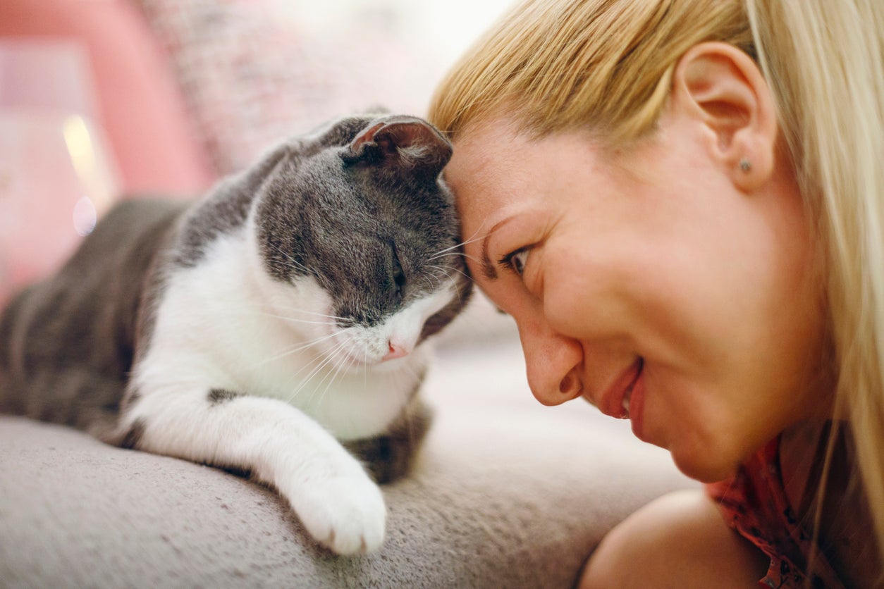 Their attachment to humans is partly influenced by their experiences of being handled by people as a kitten