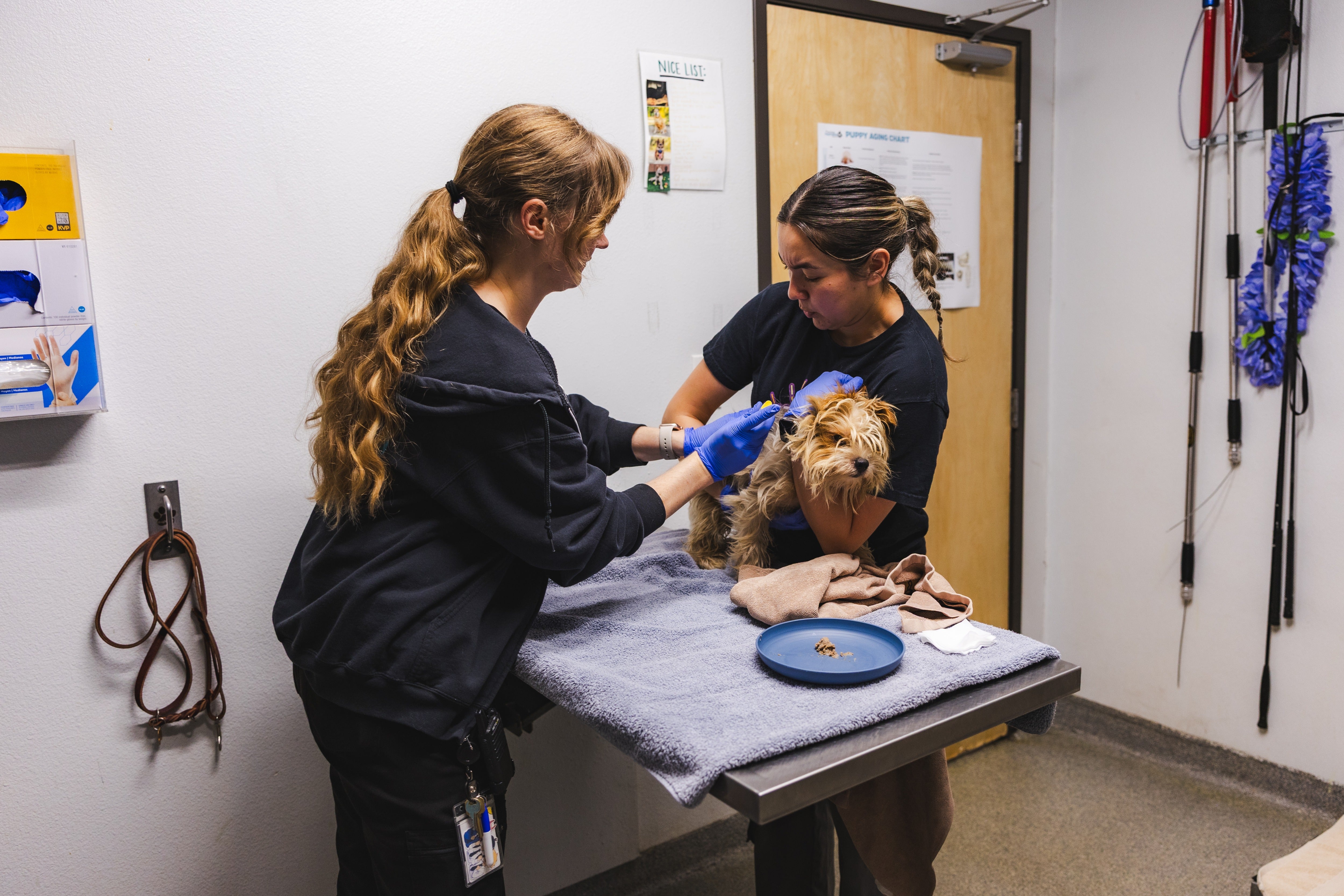 July is connected way to beryllium nan 11th consecutive period to group a grounds for mean big dogs successful care.