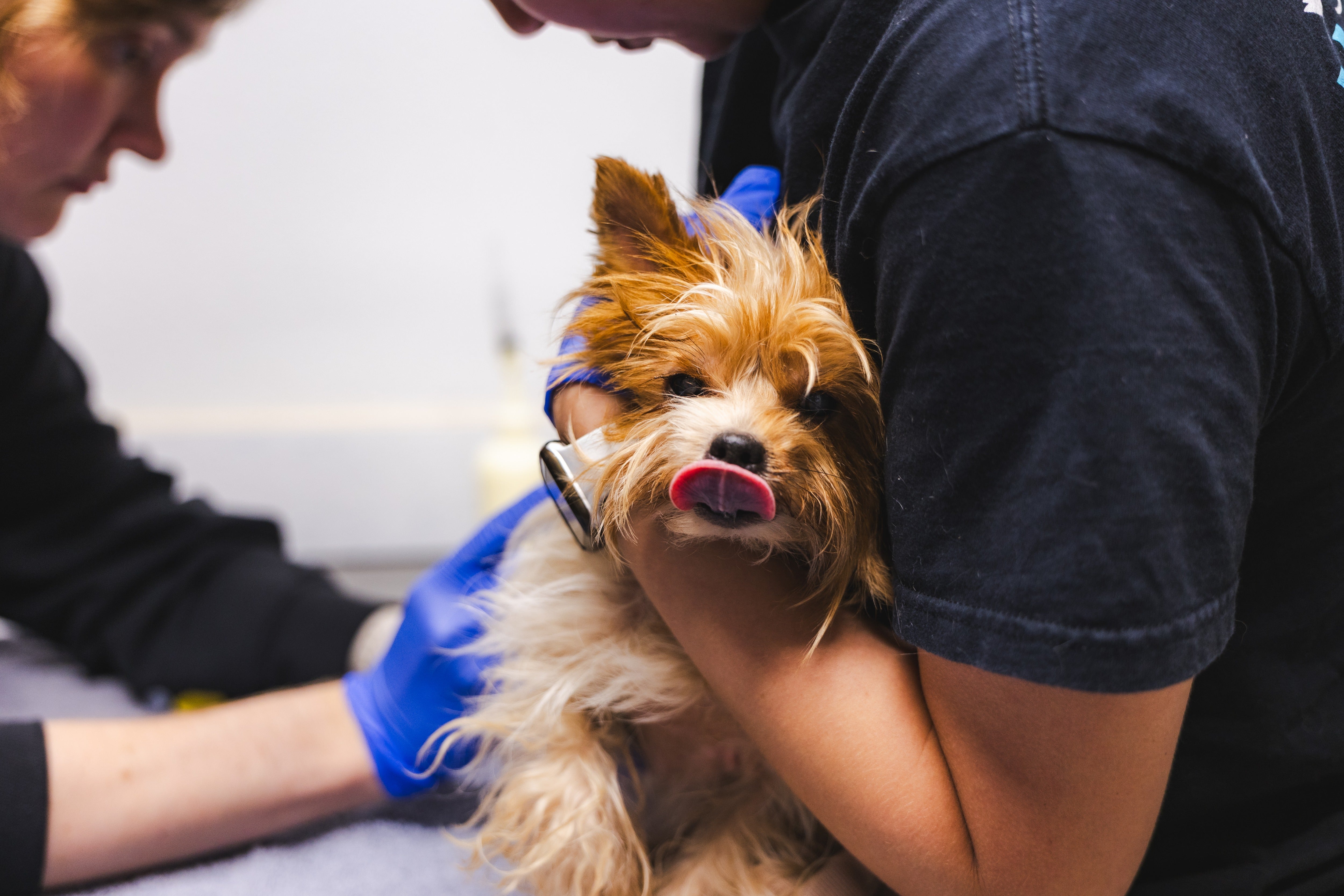 Dozens Of Yorkies And Huskies Push Socal Animal Shelter To Record Levels