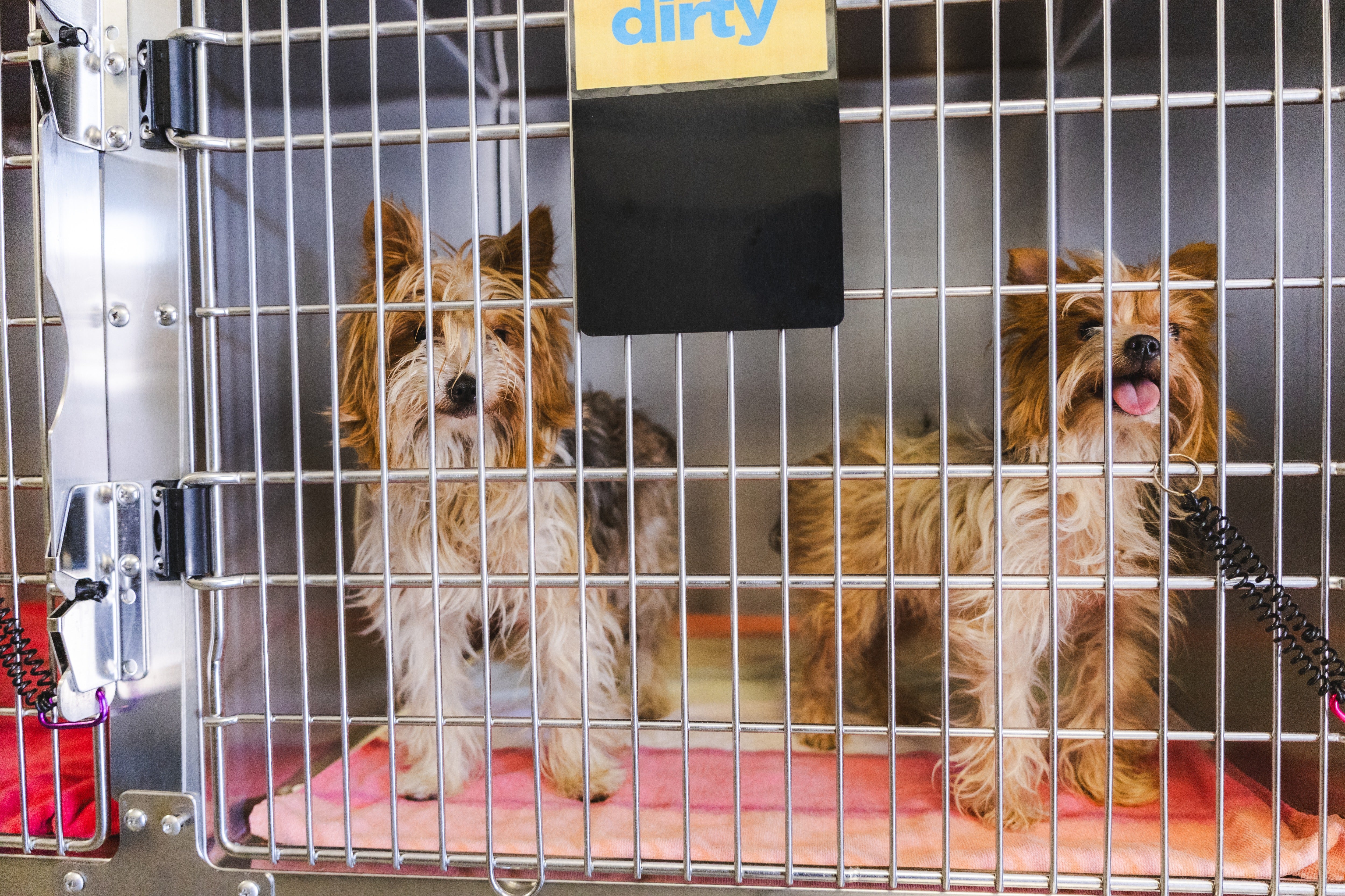 SDHS' Humane Law Enforcement squad is successful nan process of assisting 2 overwhelmed canine owners, 1 pinch astir 25 Yorkies and different pinch nan aforesaid number of huskies